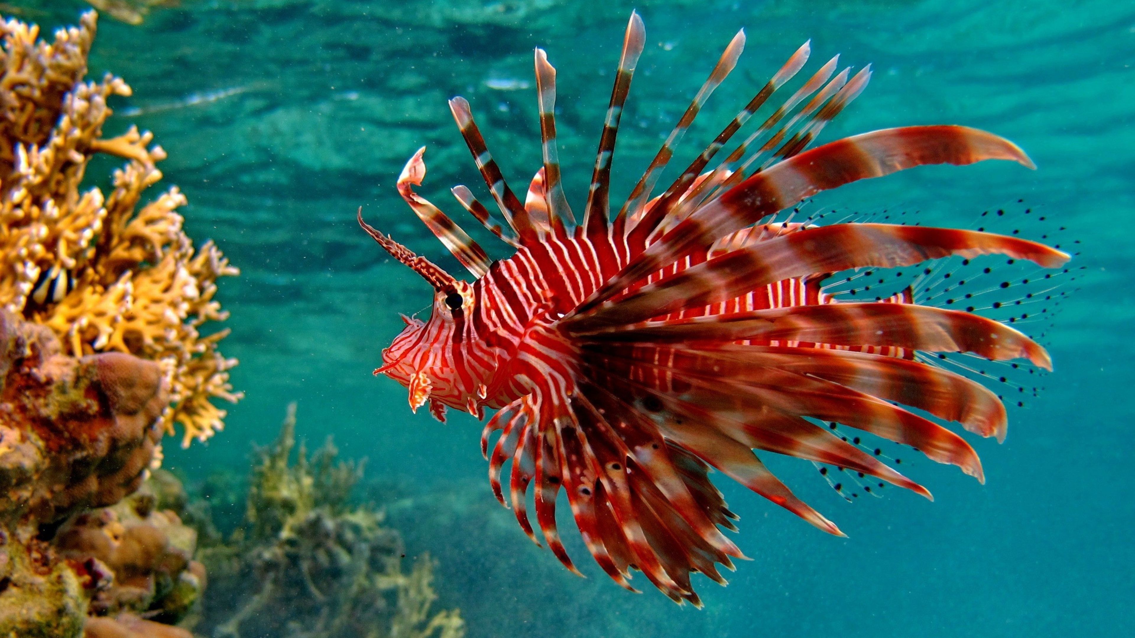 عکس ماهی Lionfish قرمز رنگ با ظاهر عجیب و دیدنی