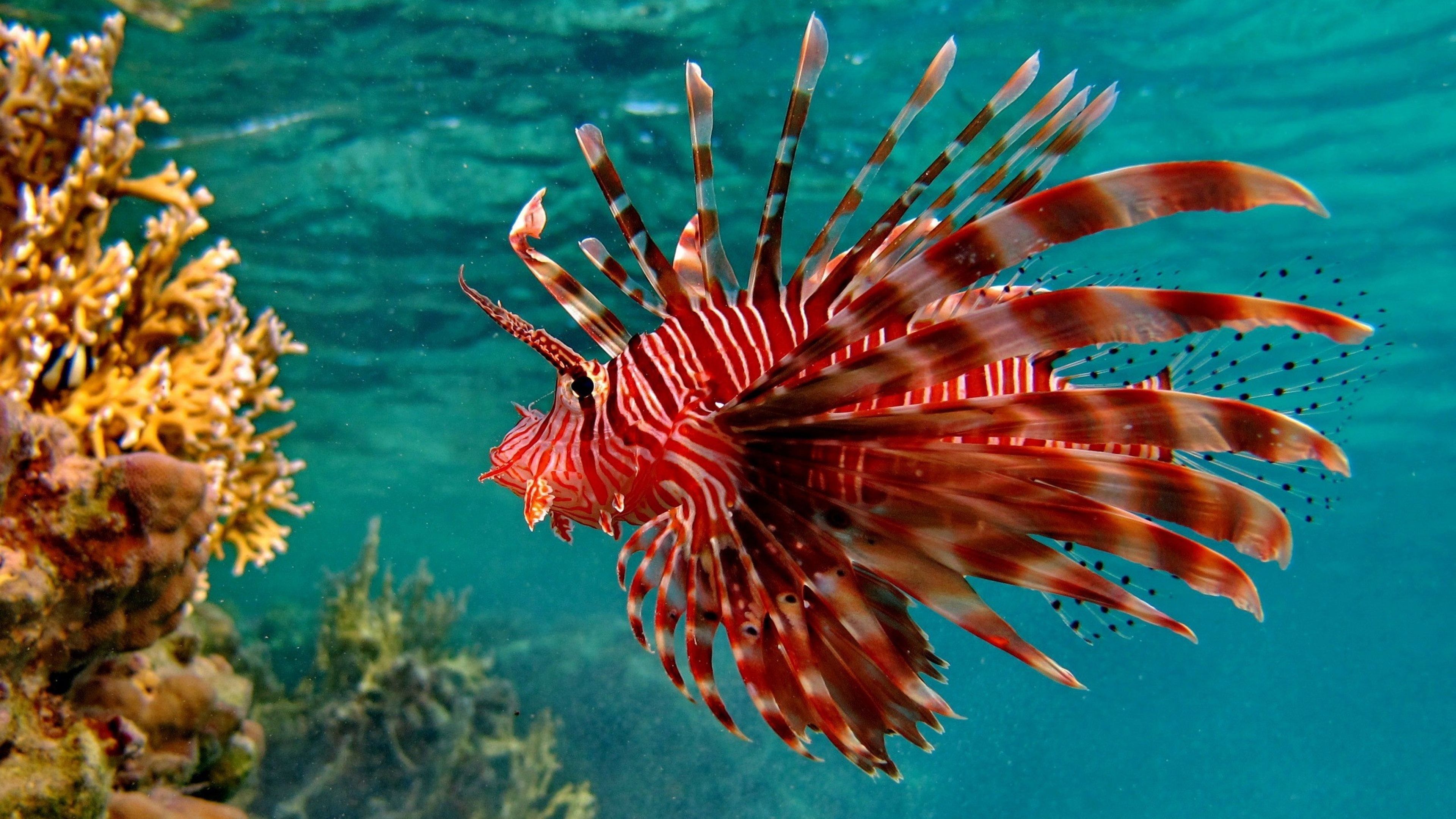 عکس ماهی Lionfish قرمز رنگ با ظاهر عجیب و دیدنی عکس ماهی Lionfish قرمز رنگ با ظاهر عجیب و دیدنی