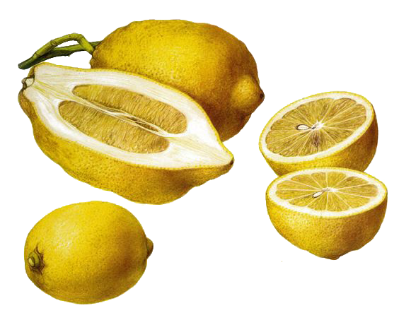 عکس دیدنی و جالب از لیموی خراب شده با کیفیت بالا 