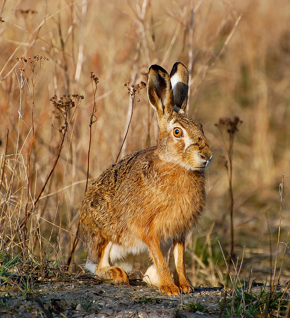  دانلود عکس محشر خرگوش وحشی همرنگ شده با طبیعت 