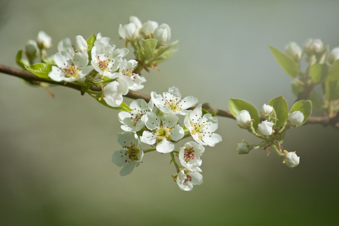 پرتره ای زیبا از شاخه سیب با شکوفه های سفید و بینظیر