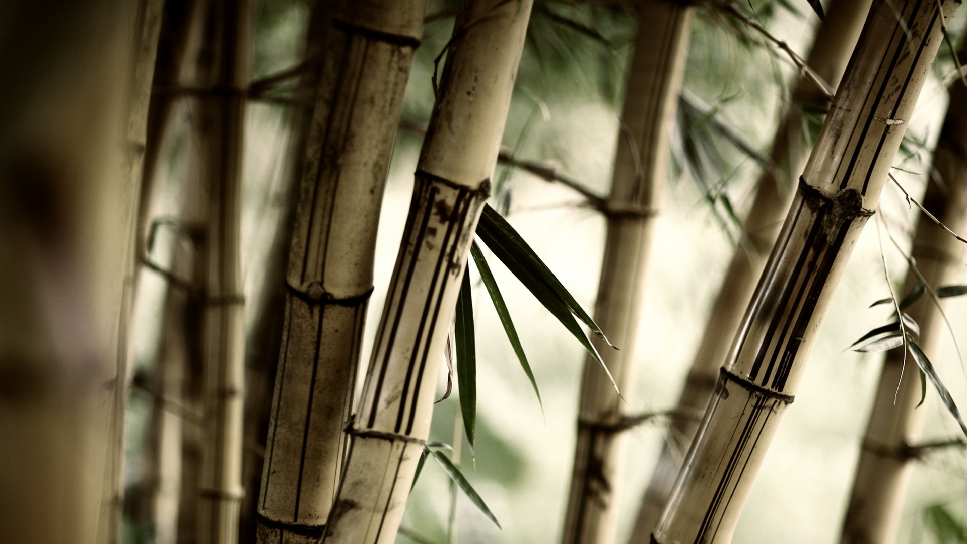 عکس زمینه درخت بامبو قهوه ای از نزدیک فول اچ دی full HD 