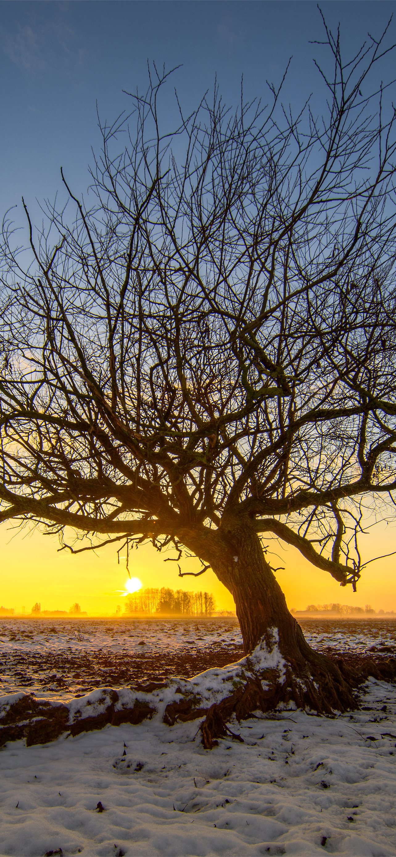  والپیپر زیبا از درخت تنها با غروب خورشید فوق العاده قشنگ 