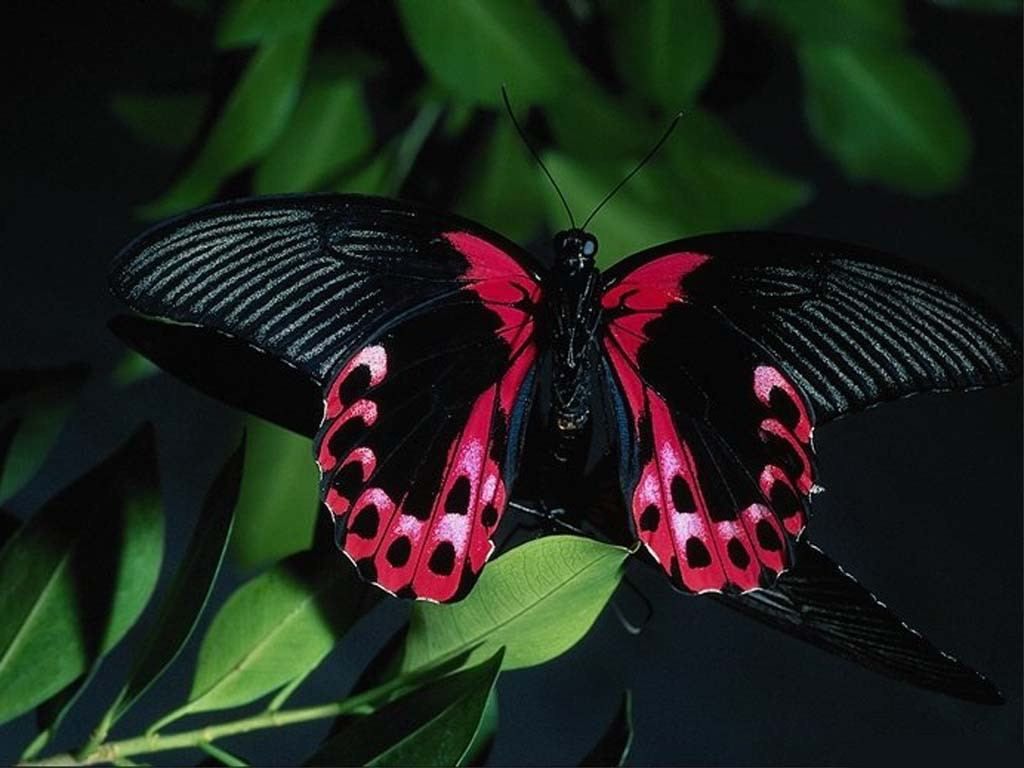 عکس جذاب و دیدنی از پروانه سیاه با بال های قرمز 