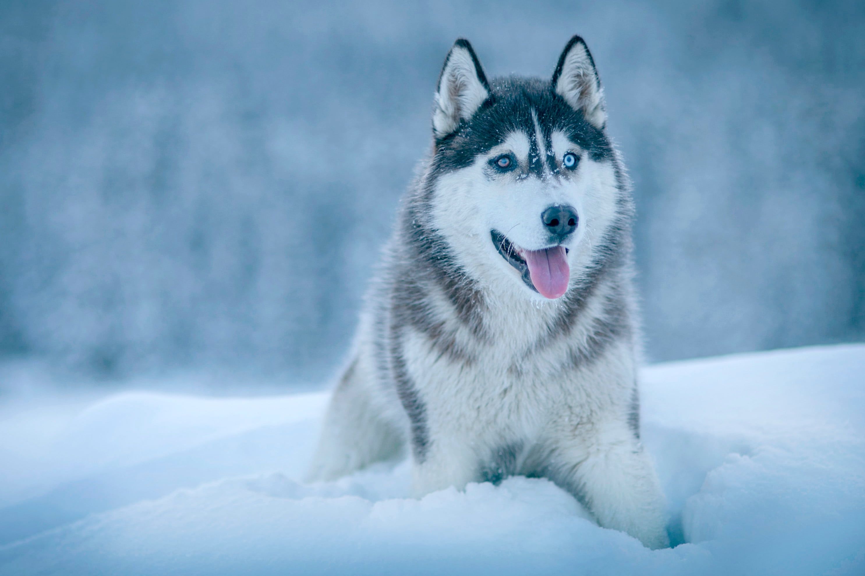 بکگراند سگ هاسکی سفید فوق العاده زیبا با چشمان درشت و قشنگ