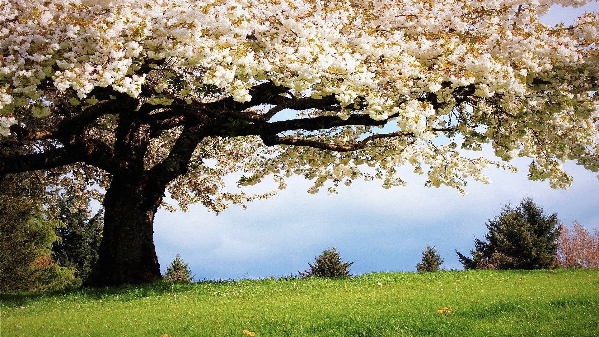 دانلود عکس درختی با شکوفه های سفید برای زمینه ی کامپیوتر