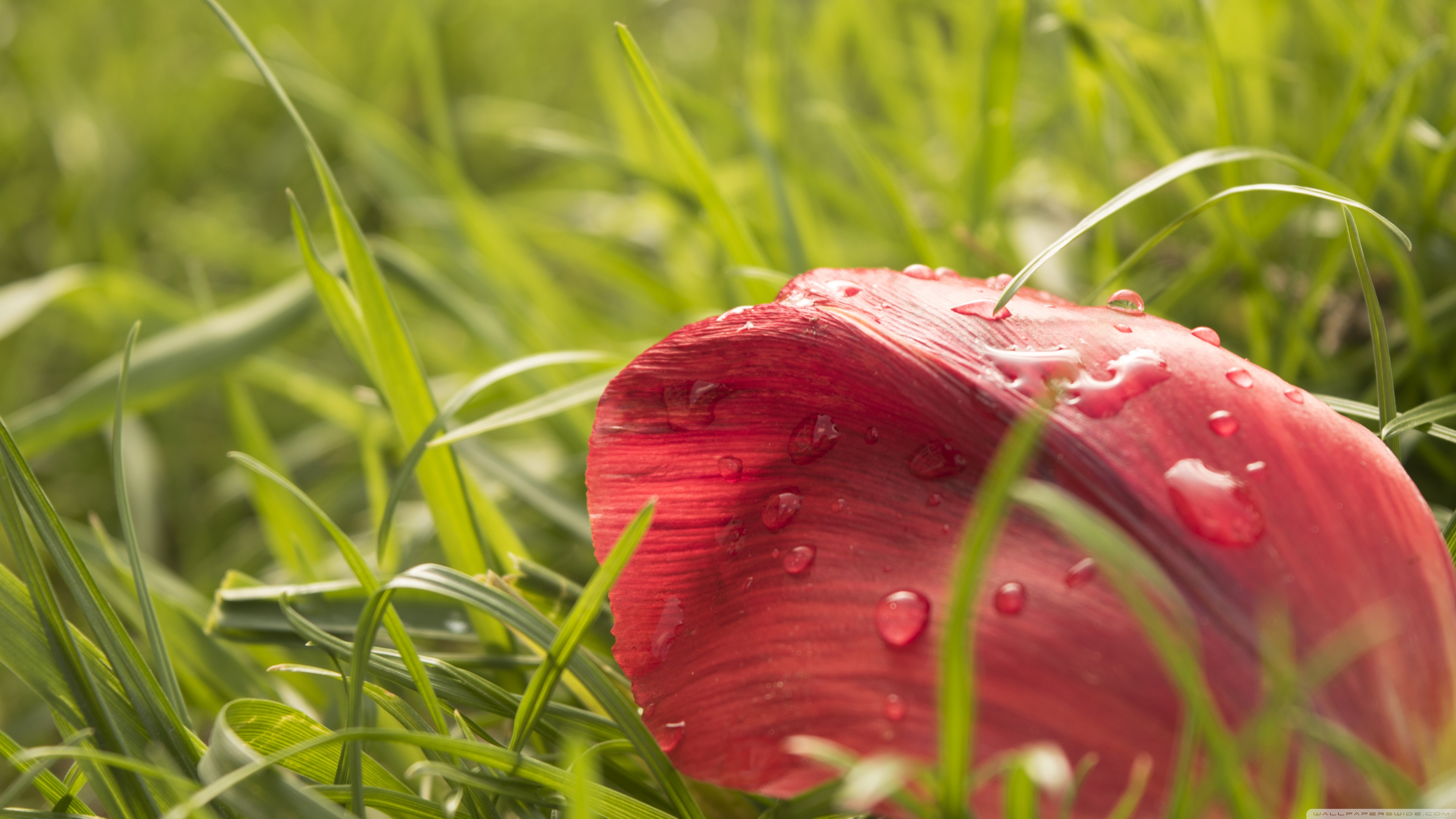 عکس نزدیک و ماکرو از گلبرگ سرخ در چمن با قطرات شبنم