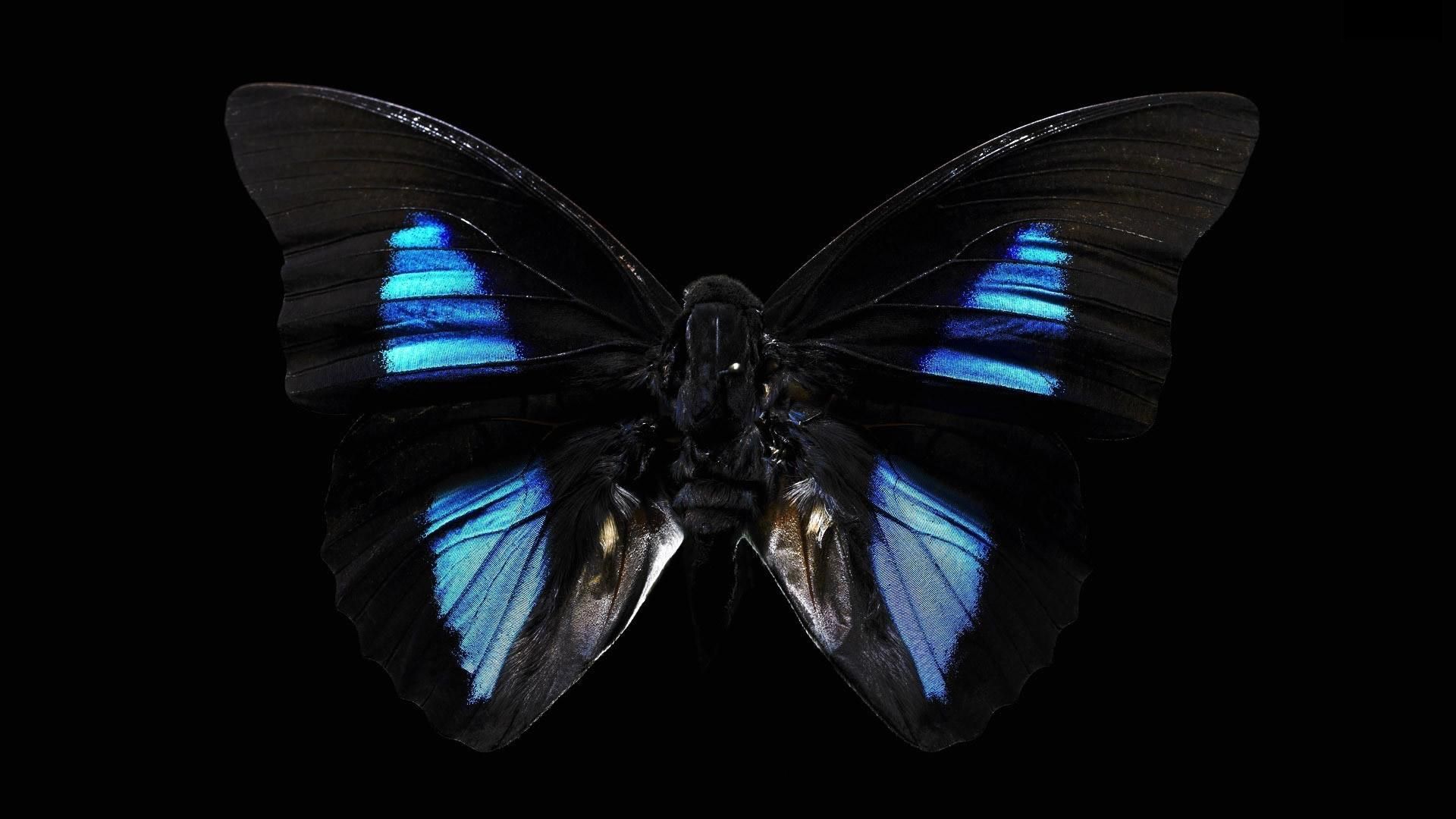  والپیپر فوق العاده زیبا از پروانه سیاه با بال های آبی 