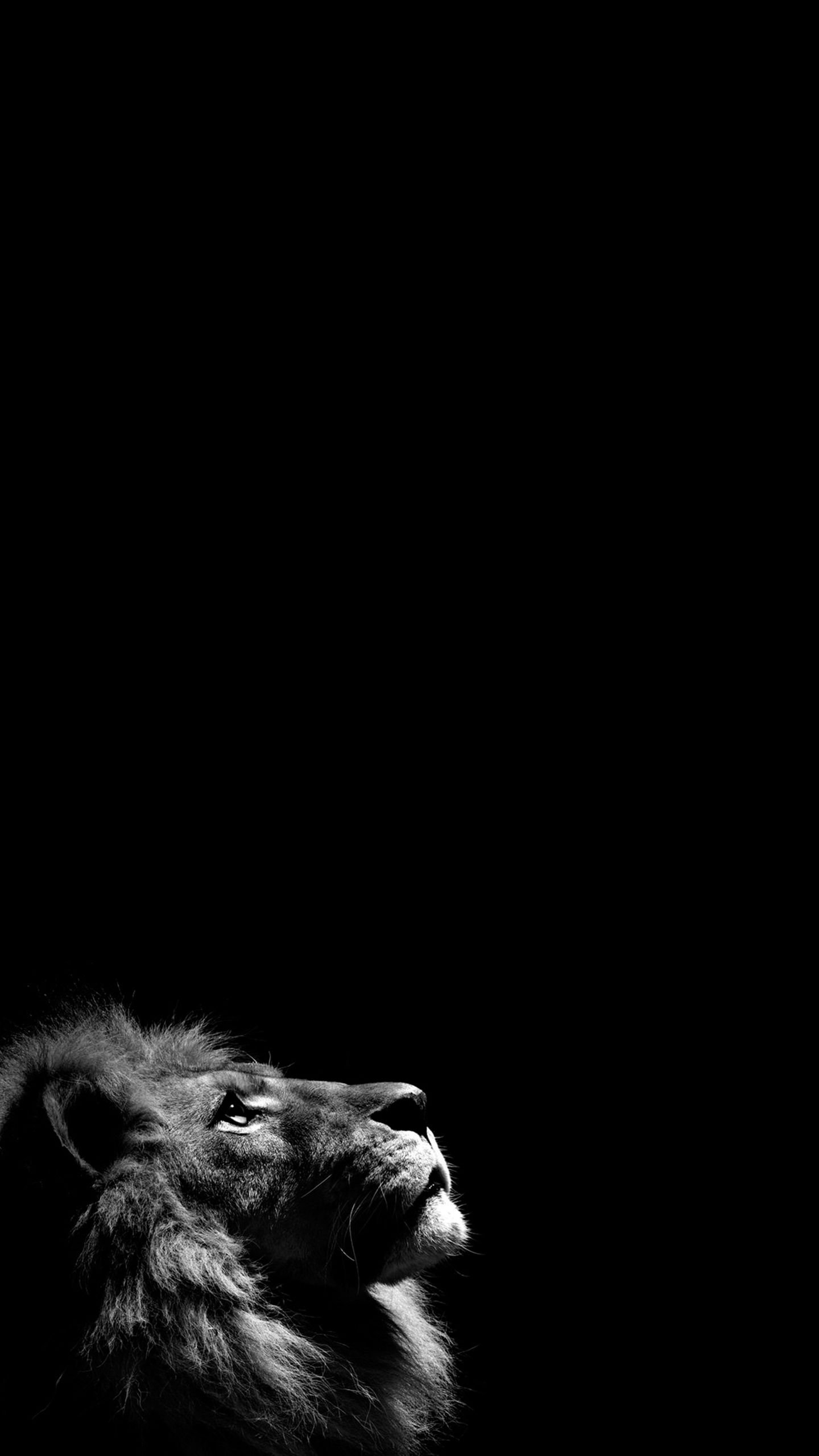 عکس پرتره سیاه و سفید شیر درحال نگاه کردن به بالا مناسب زمینه گوشی