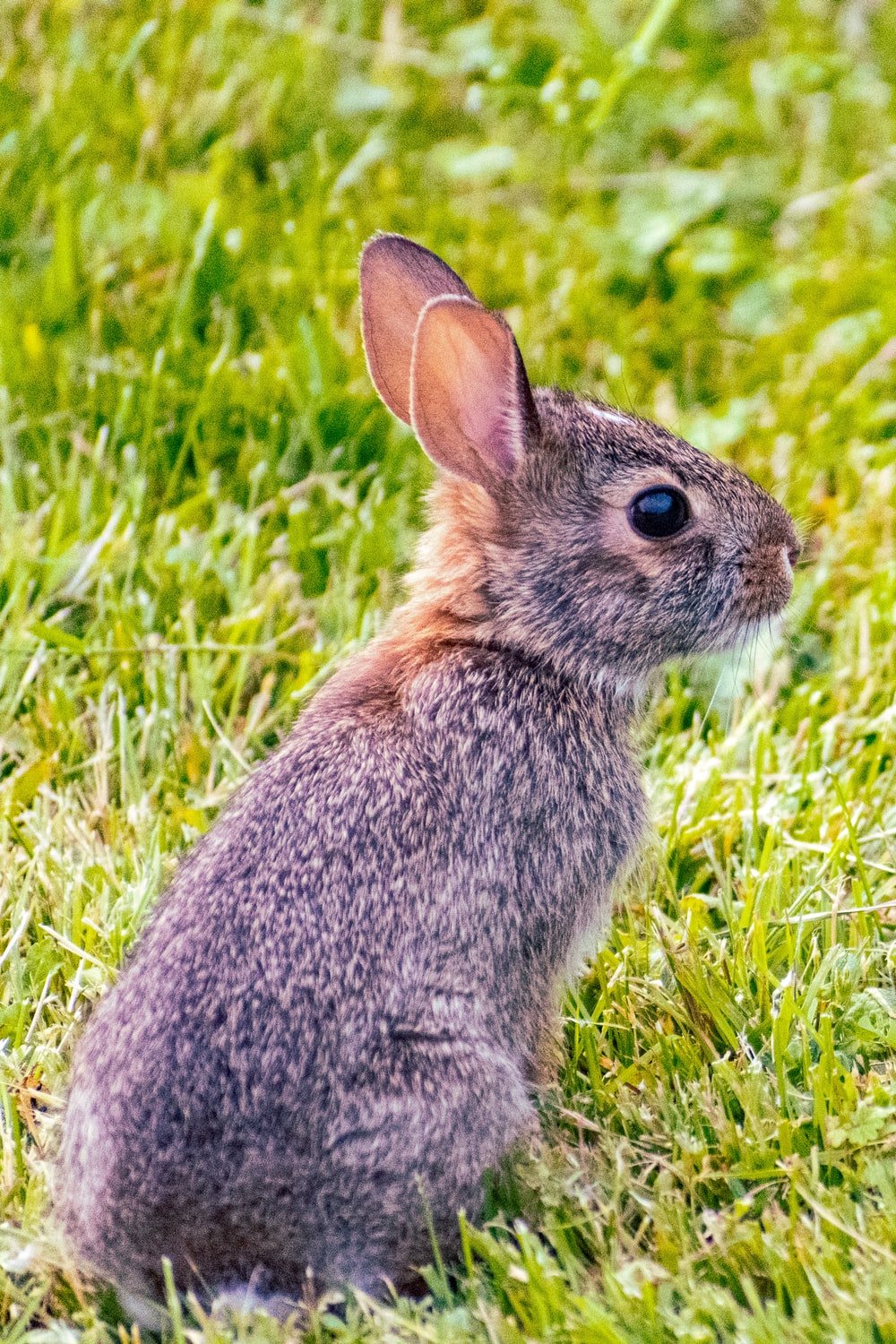 تصویر از خرگوش در حالت استراحت وحشی برای علاقمندان به حیات وحش 