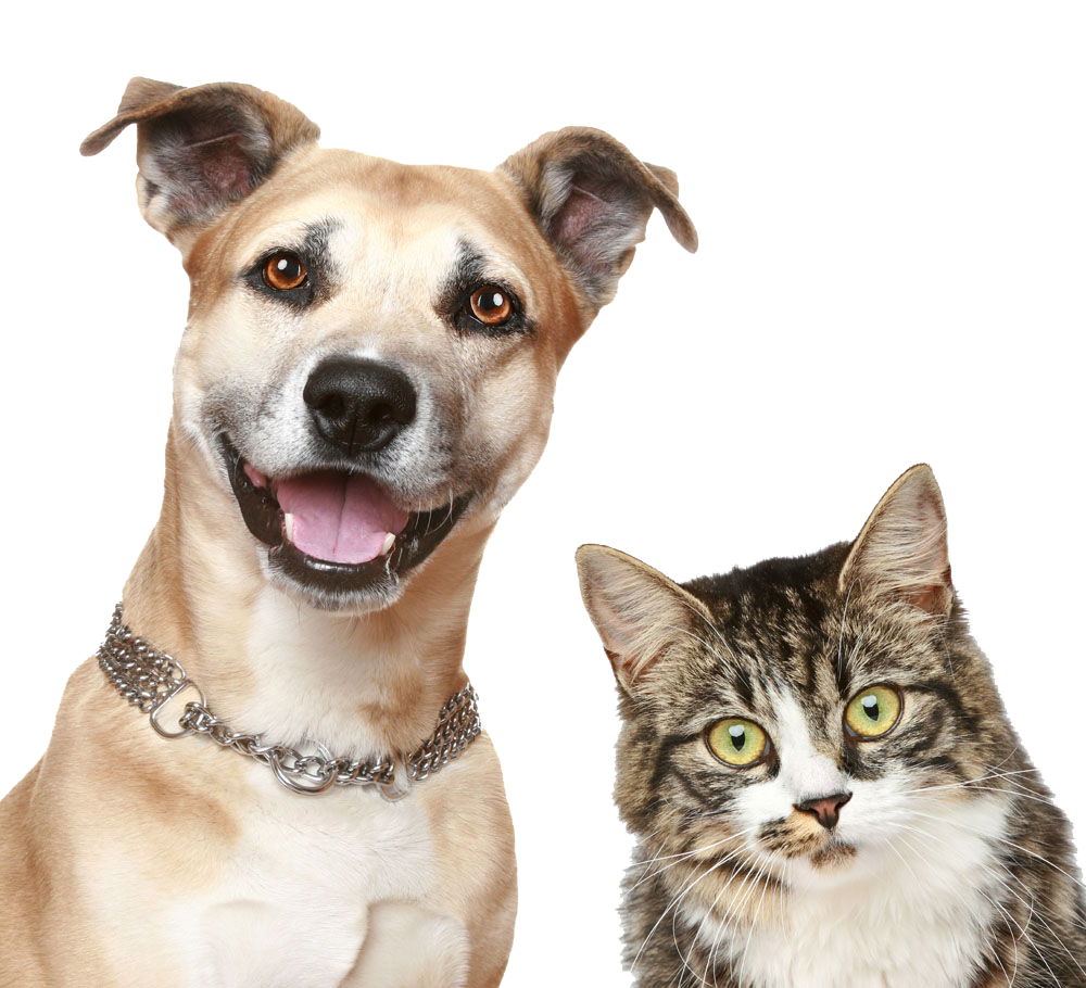 عکس سگ و گربه کنار هم PNG پی ان جی بدون پس زمینه 