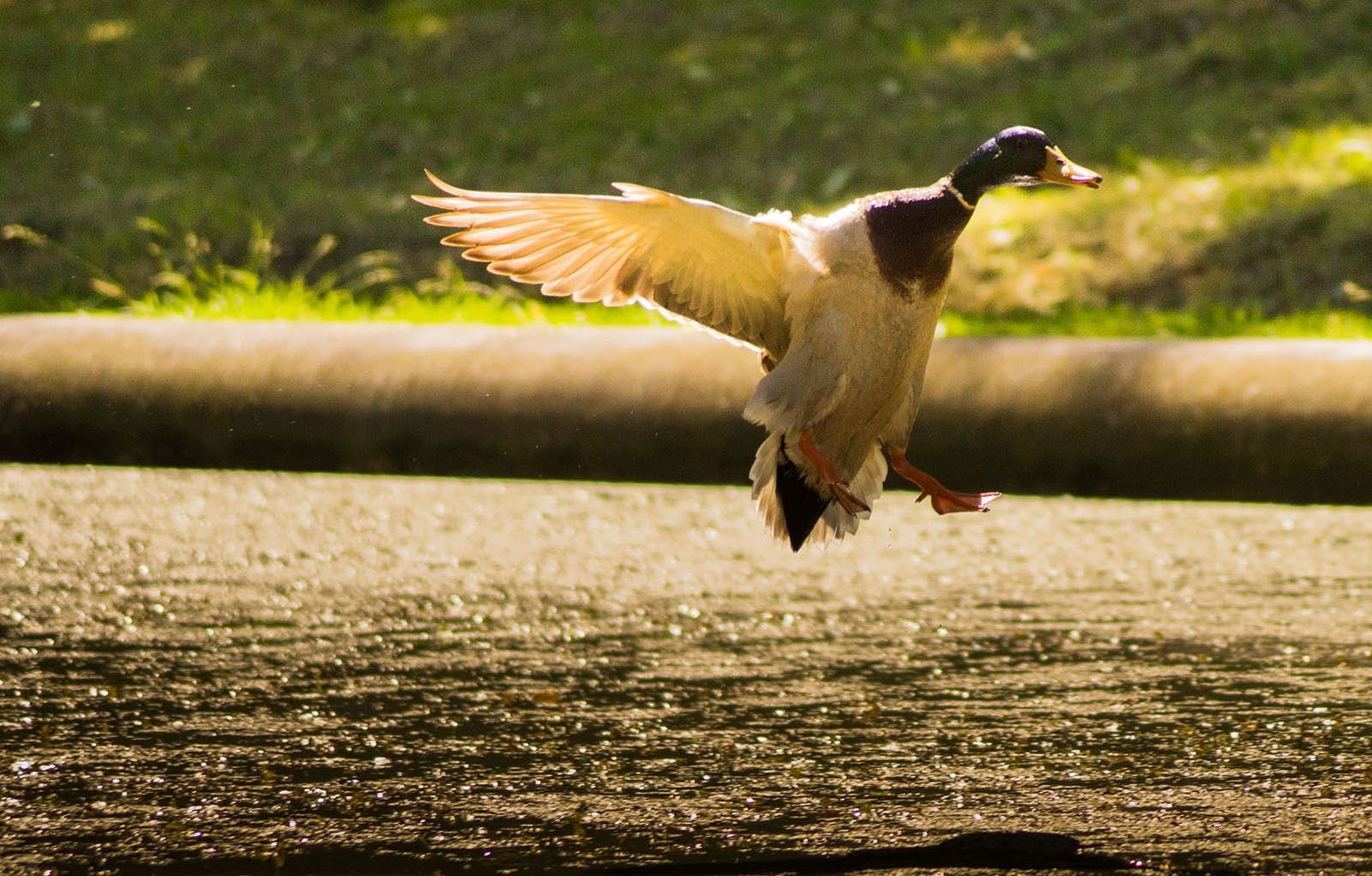 پروفایل باحال تابستانی از اردک یا مرغابی ناز در دریاچه 1402