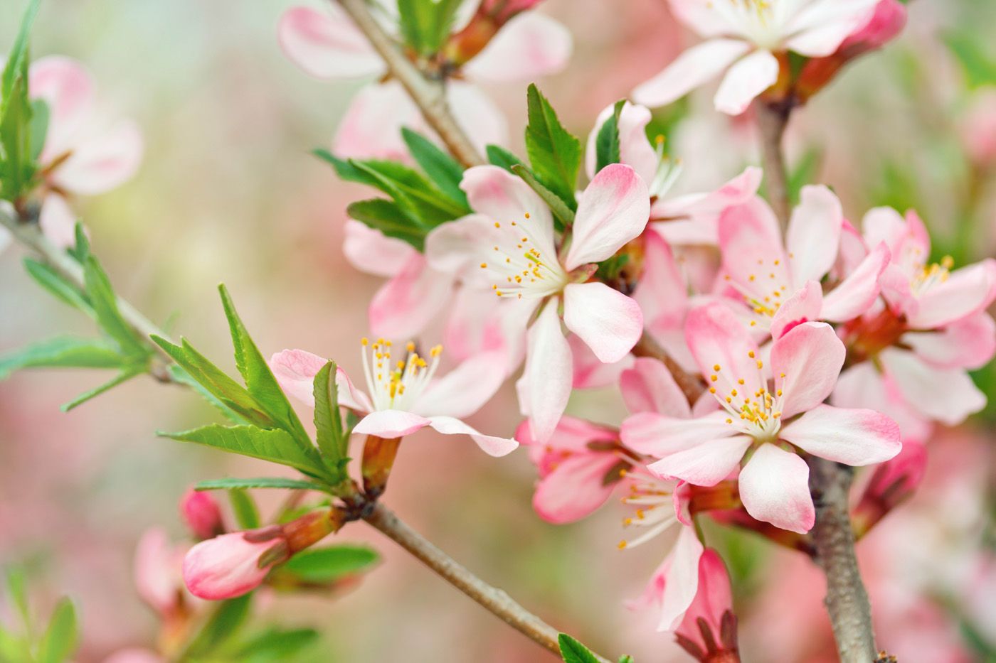 تصویر منحصر به فرد و زیبا از شکوفه های صورتی و سفید از درخت هلو 