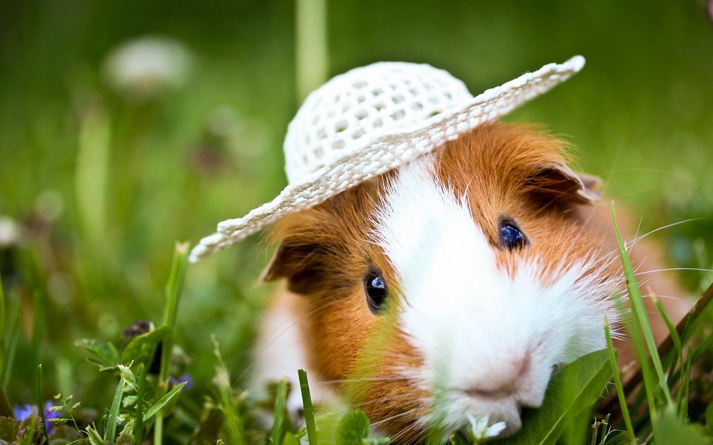 عکس منحصر به فرد و زیبا از خوکچه هندی کلاه به سر 