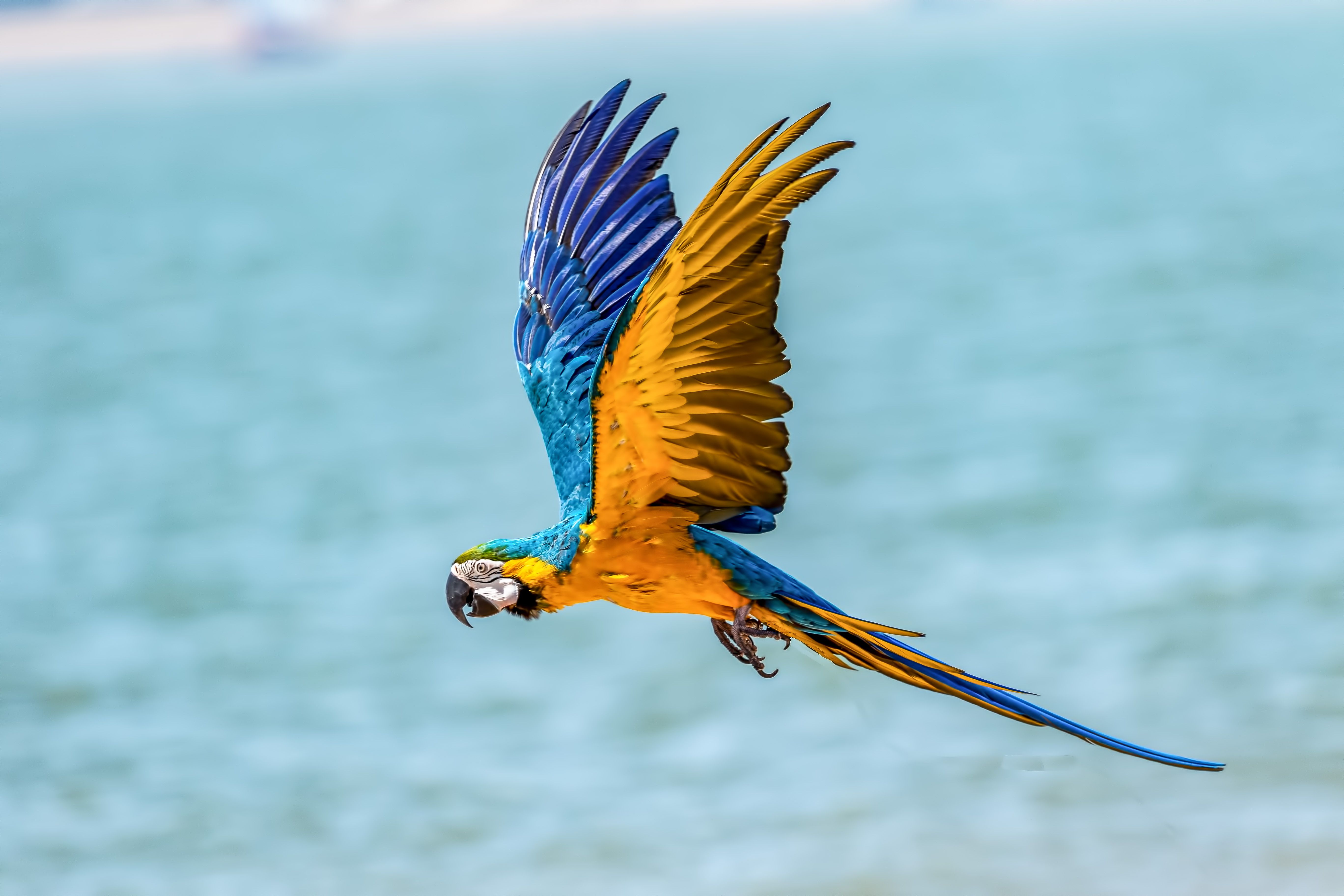 عکس پرواز چشم نواز یک پرنده وحشی بر فراز دریای آبی دیدنی