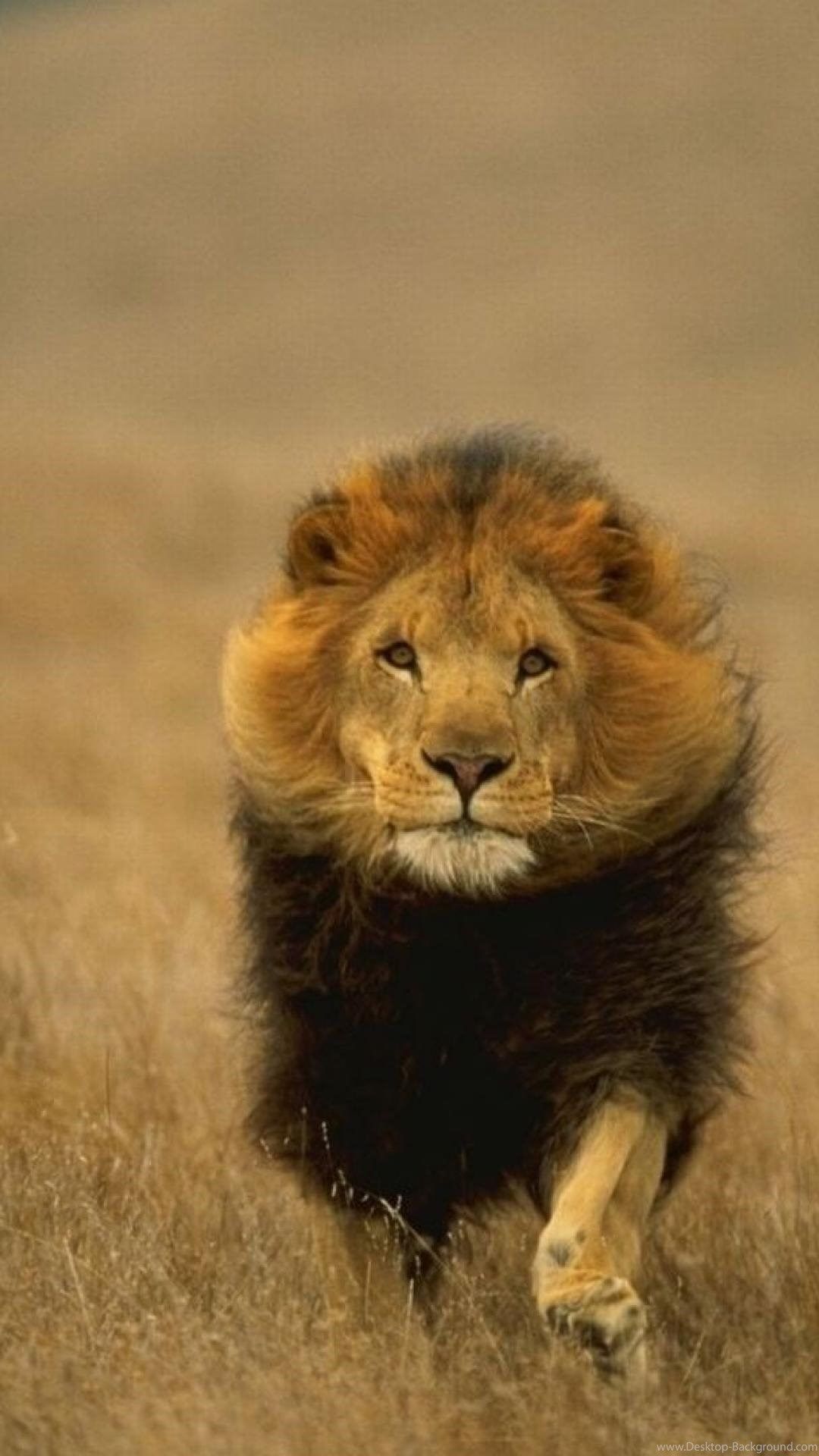 عکس زمینه قدم زدن شیر سلطان حیات وحش برای گوشی آیفون