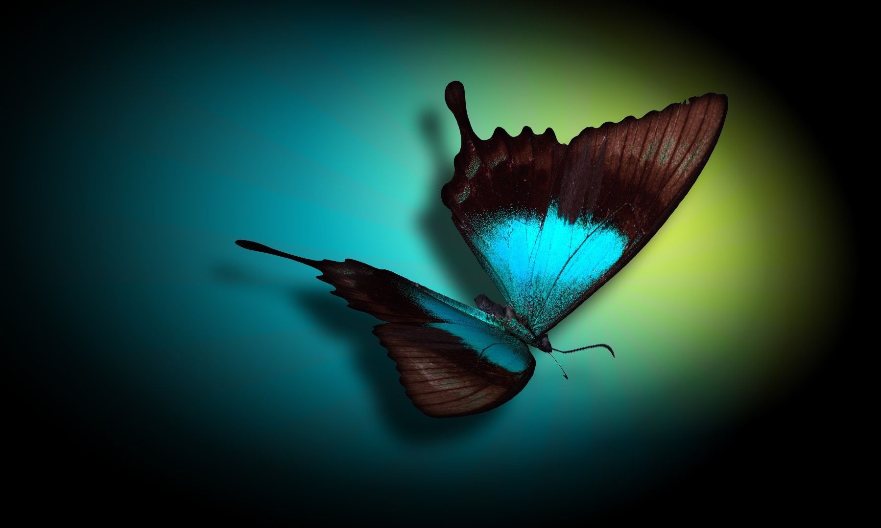 والپیپر فوق العاده زیبا از پروانه ترکیبی قشنگ 