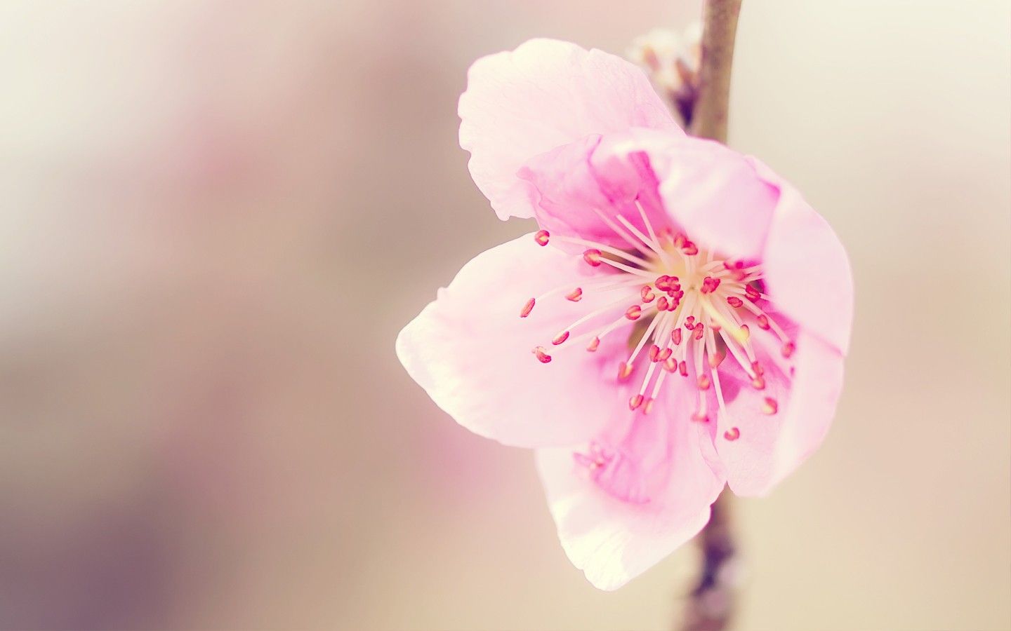 بکگراند منحصر به فرد و زیبا از شکوفه قشنگ از درخت هلو