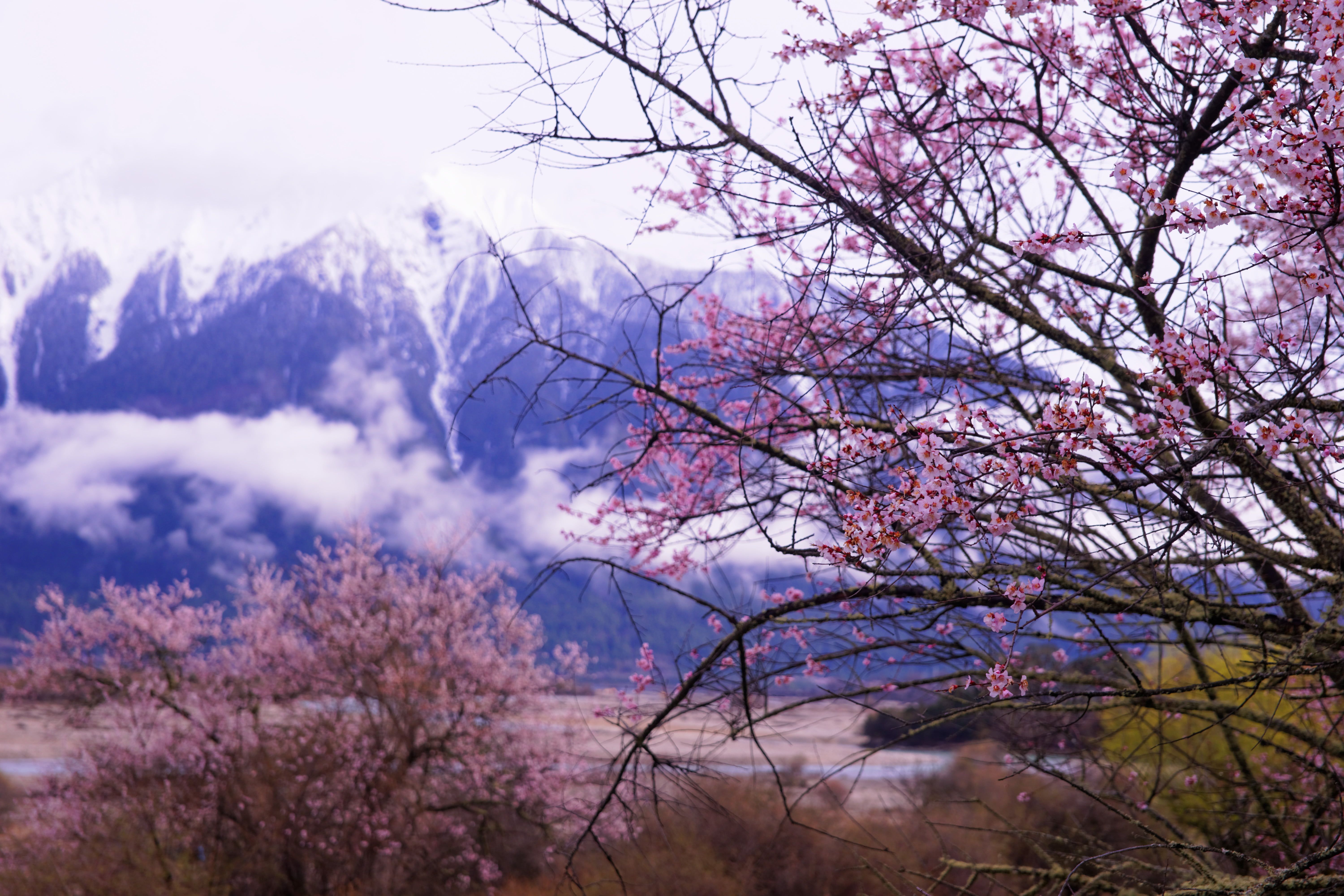 والپیپر منحصر به فرد و دیدنی از شکوفه های درخت هلو 