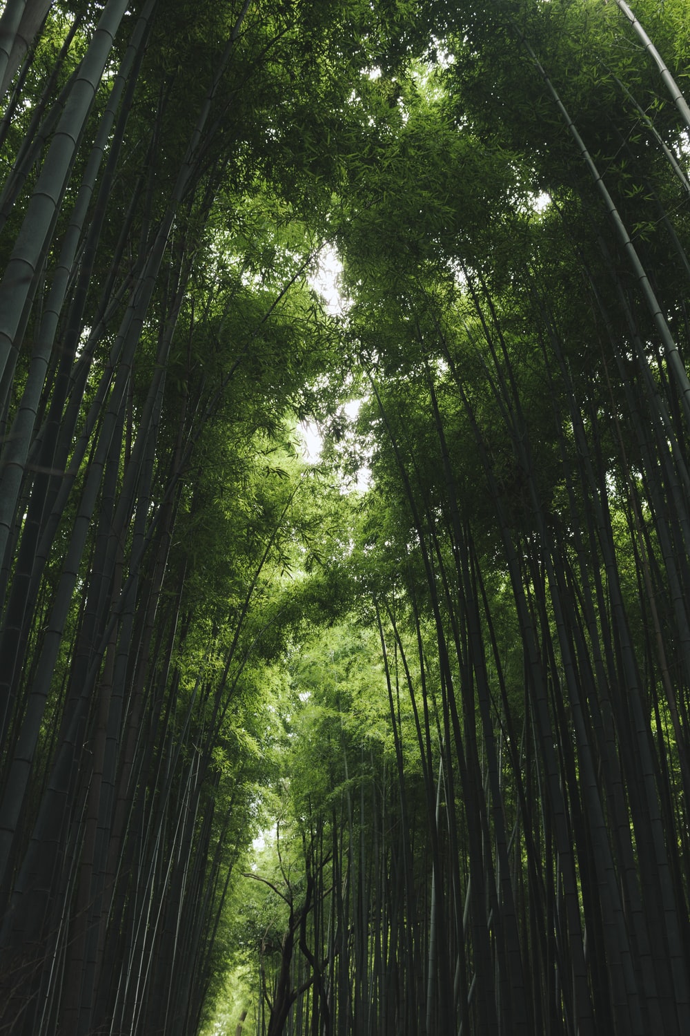 تصویر بلندترین درخت های بامبو در جهان متعلق به کشور چین 