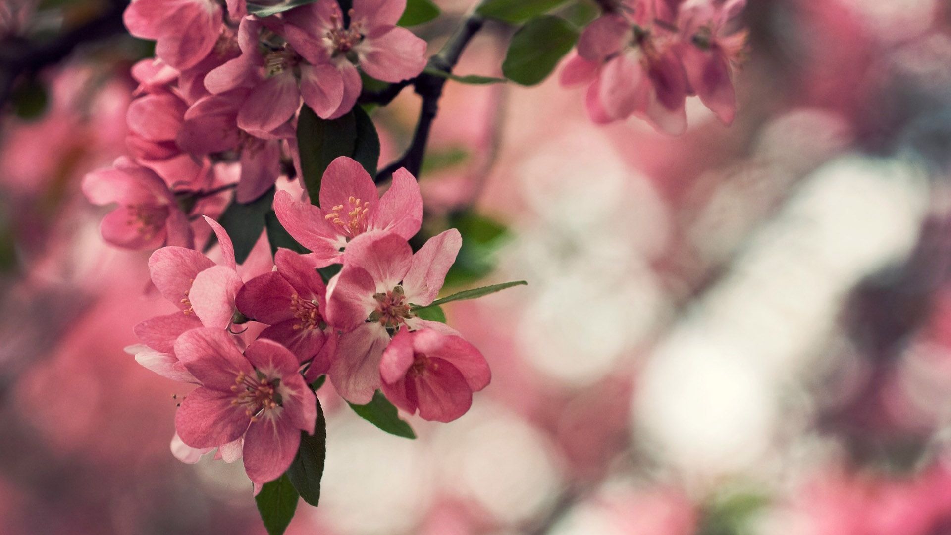 والپیپر فوق العاده قشنگ از شکوفه های درخت هلو 