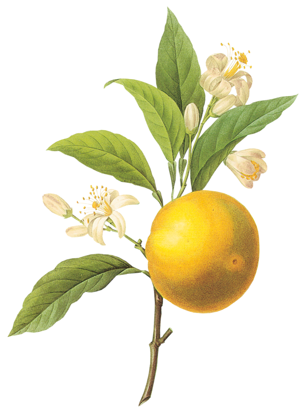 دانلود عکس png لیمو شیرین تازه و خوشمزه