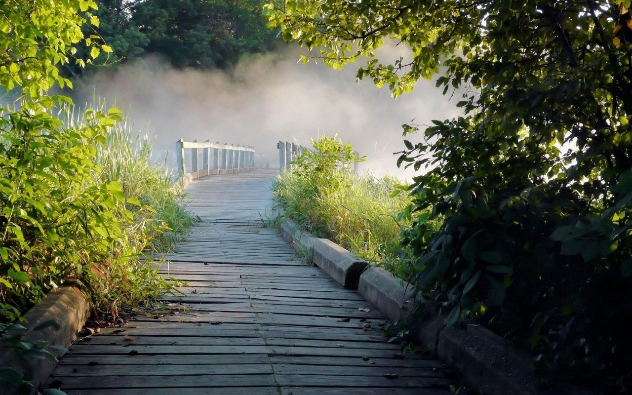 عکس پس زمینه پل چوبی داری مه آلود و جنگل با کیفیت بالا