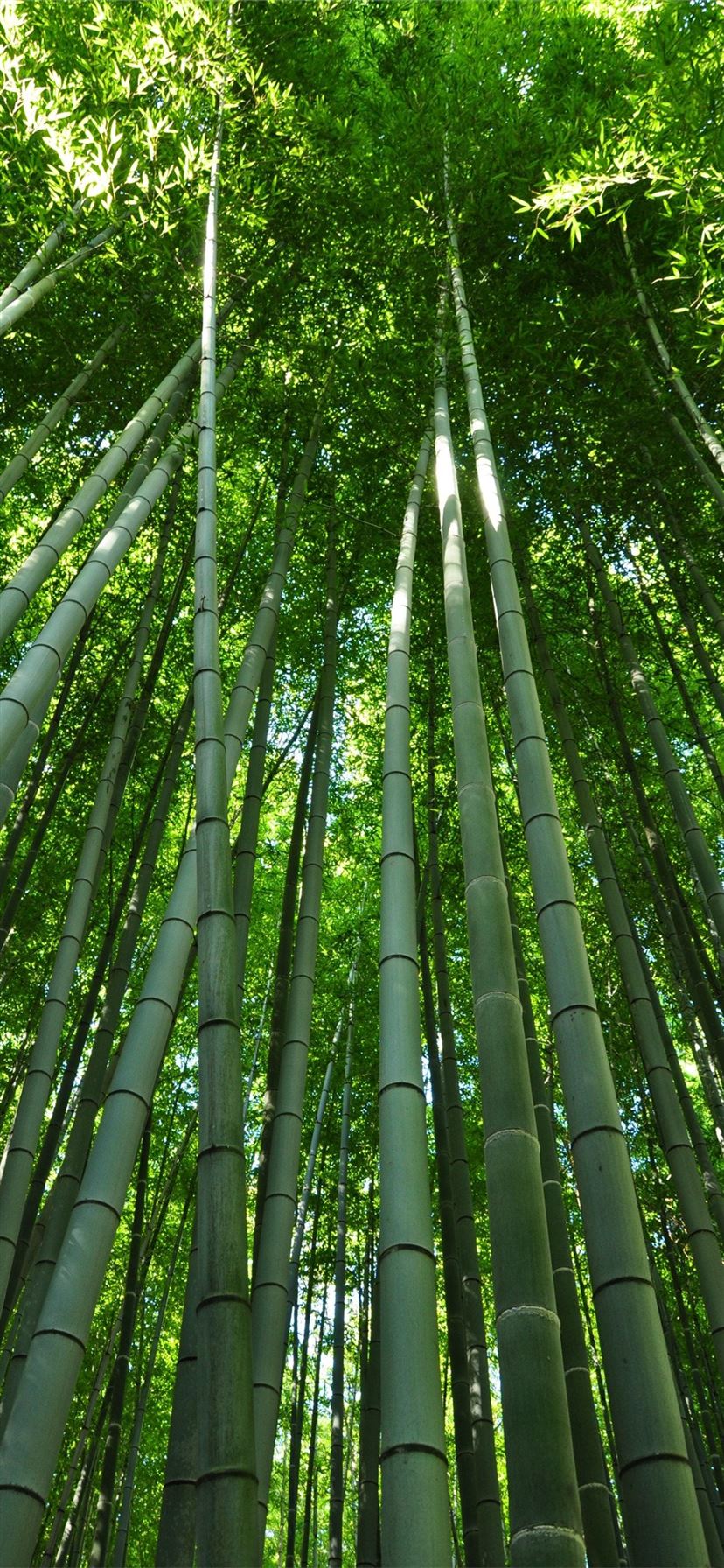 دانلود عکس رایگان از درختان بامبو از نمای پایین 