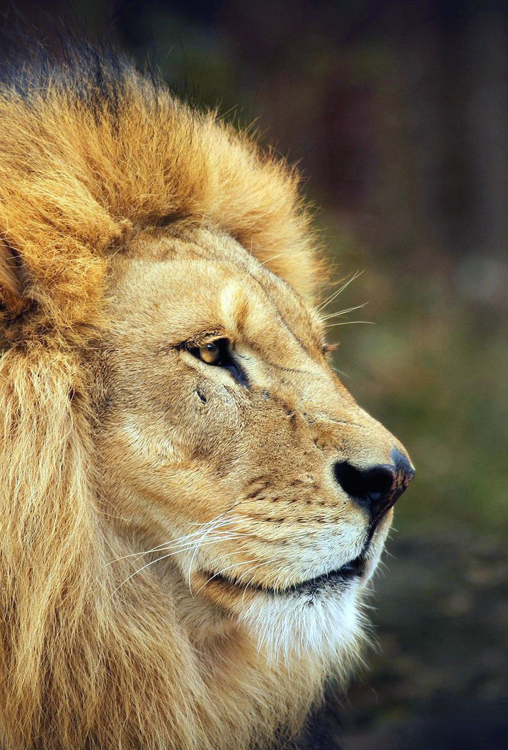 زیباترین پس زمینه پسرانه شیر قدرتمند پادشاه حیوانات برای گوشی آیفون 13