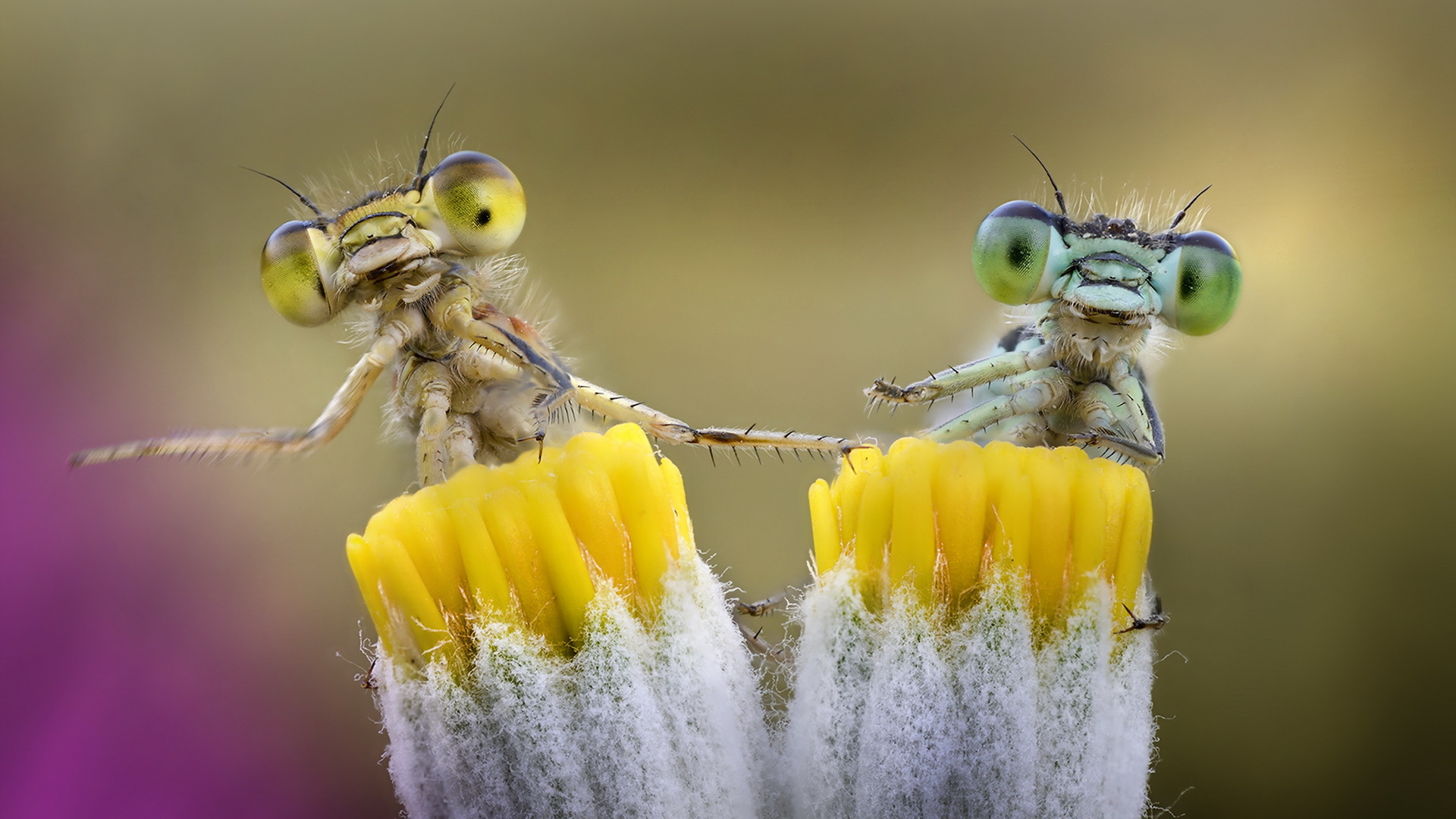 دانلود تصویر حیرت انگیز از دو حشره بر روی گرده های گل