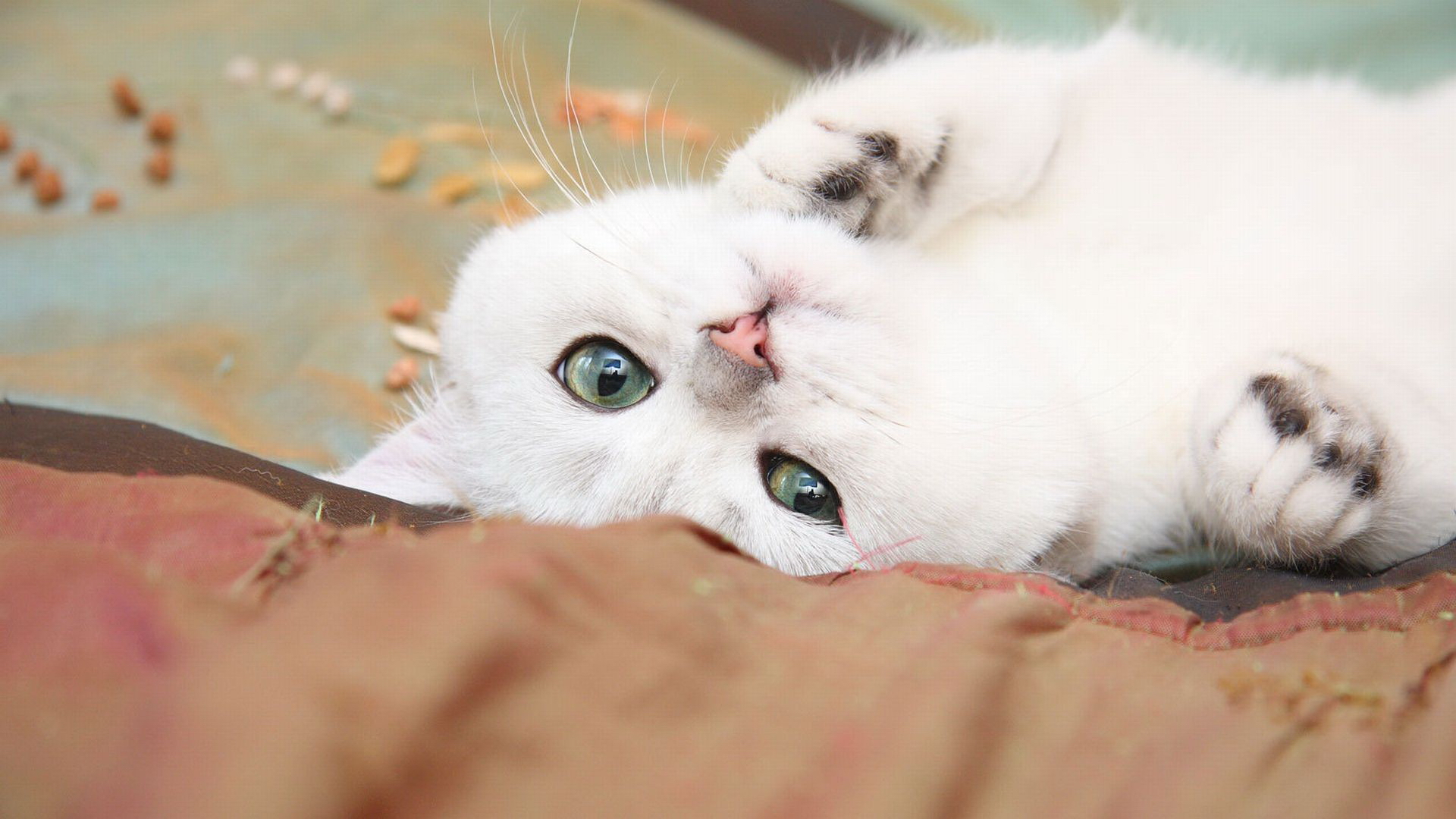 والپیپر زیبا از گربه با چشمان حیرت انگیز و فوق العاده