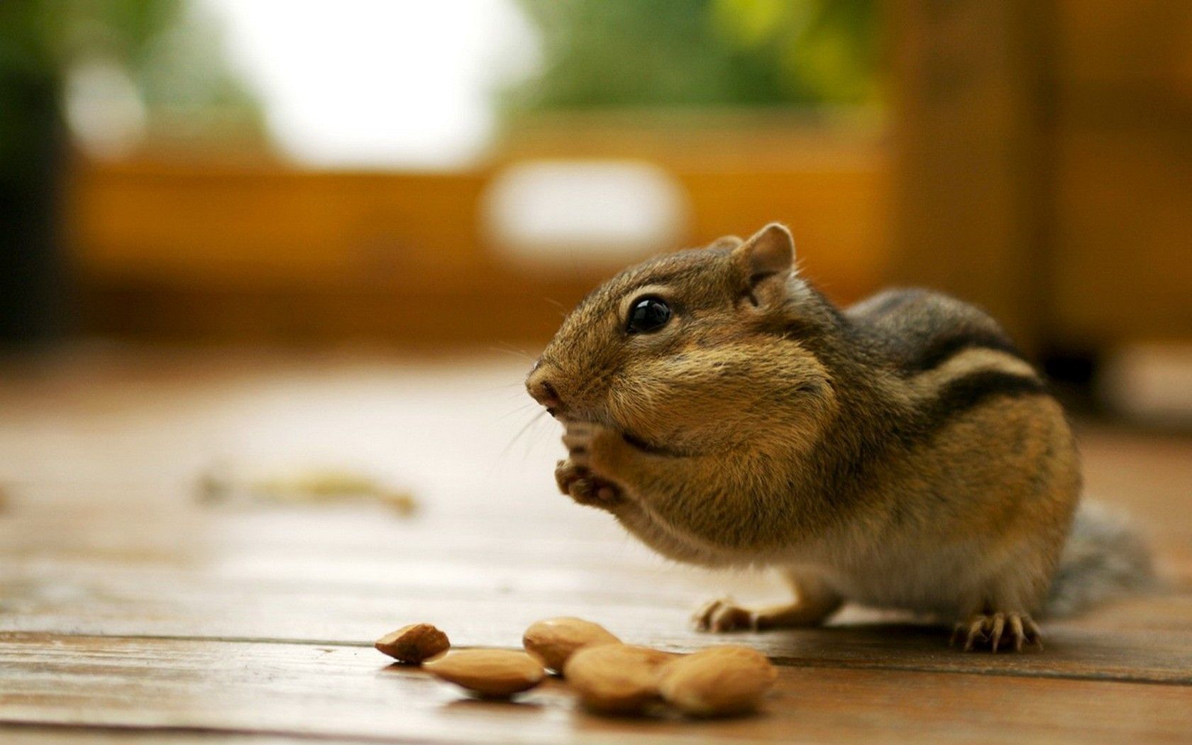 دانلود عکس فوق العاده قشنگ از سنجاب درحال خوردن بادام 