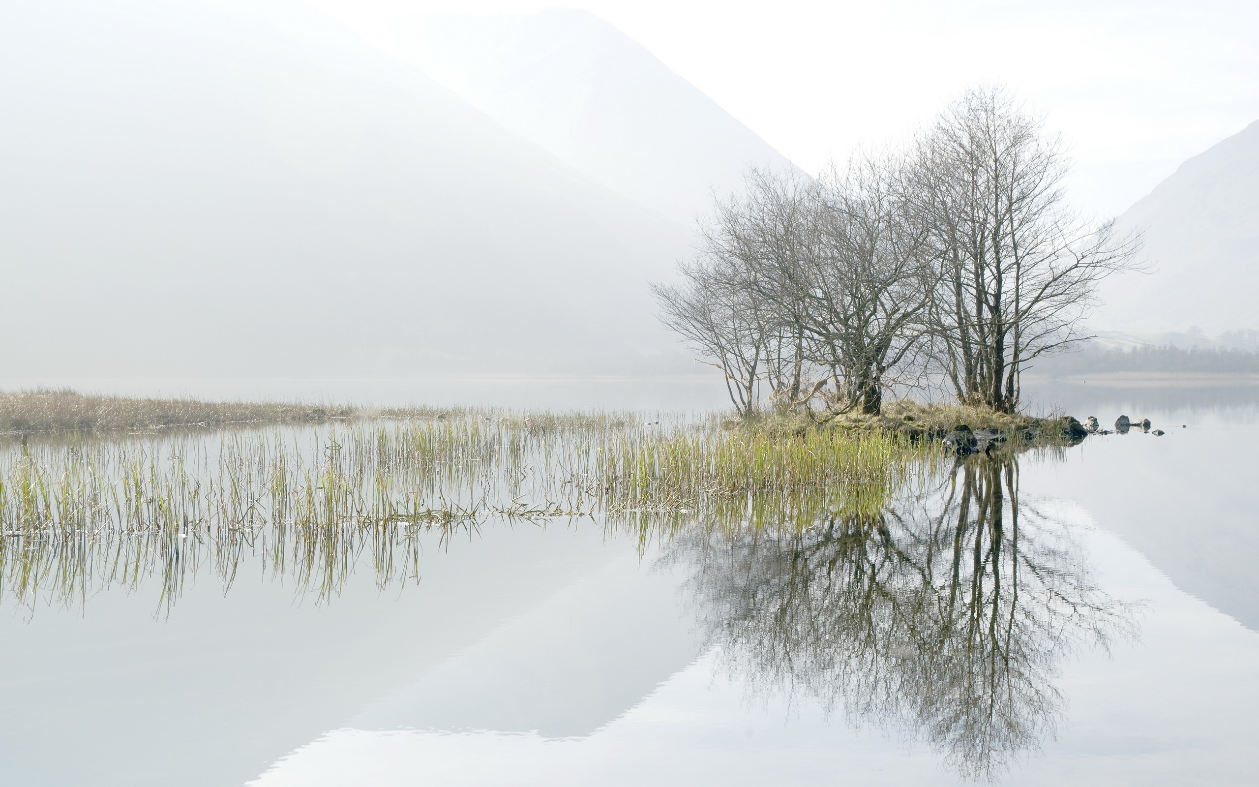 عکس درخت خشک شده بین دریاچه مه گرفته وسط کوه های بلند مناسب طراحی