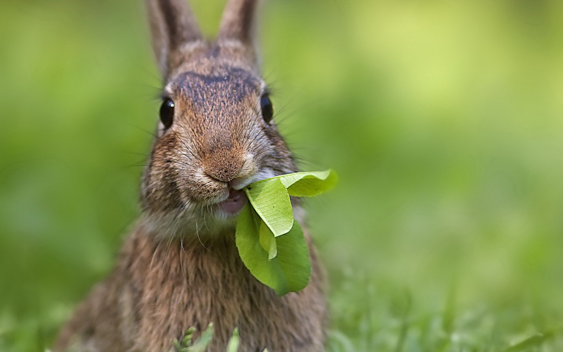 دانلود والپیپر خاص از خرگوش وحشی درحال غذا خوردن 