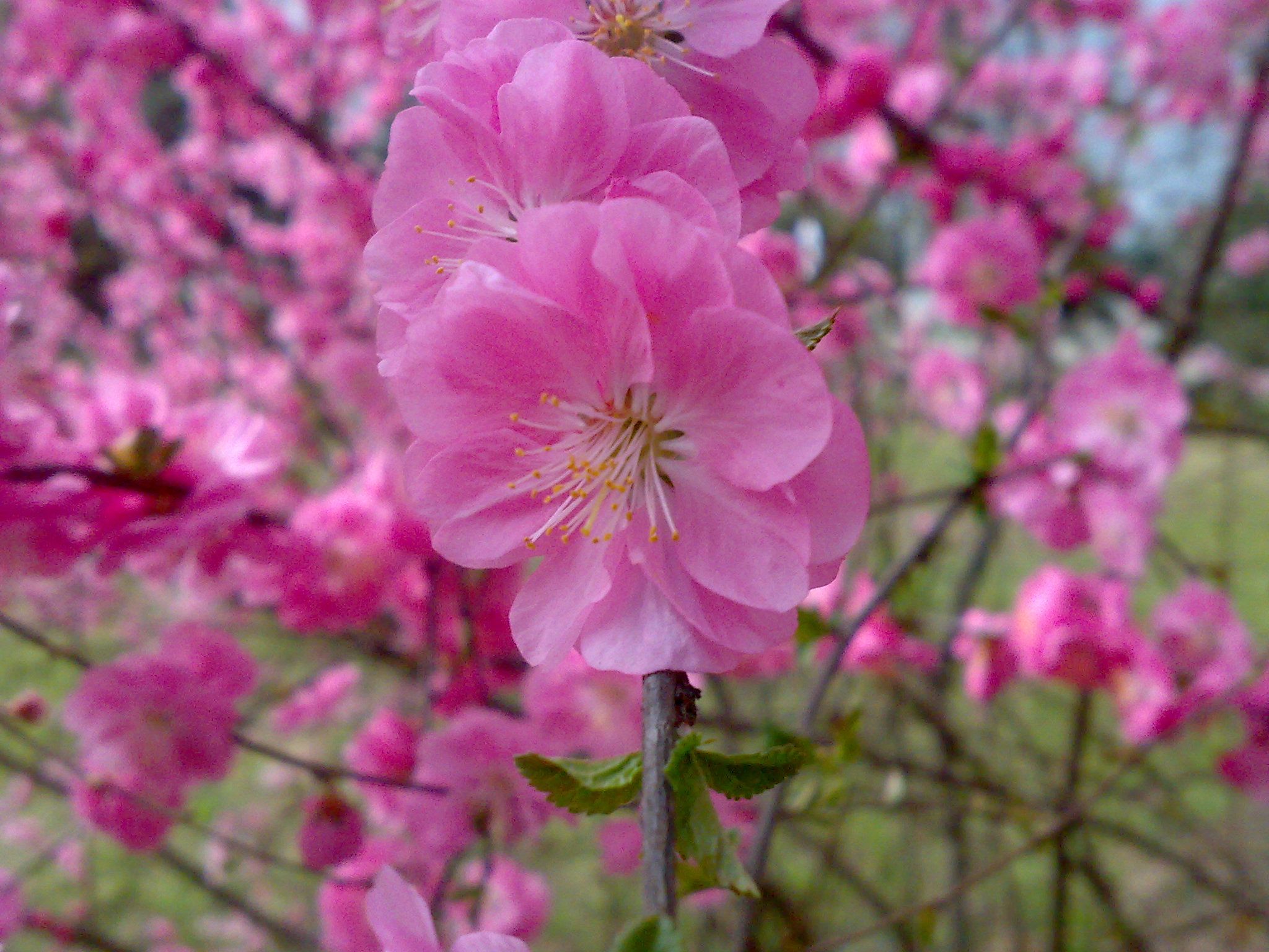 تصویر فوق العاده زیبا و جالب از شکوفه های یاسی هلو