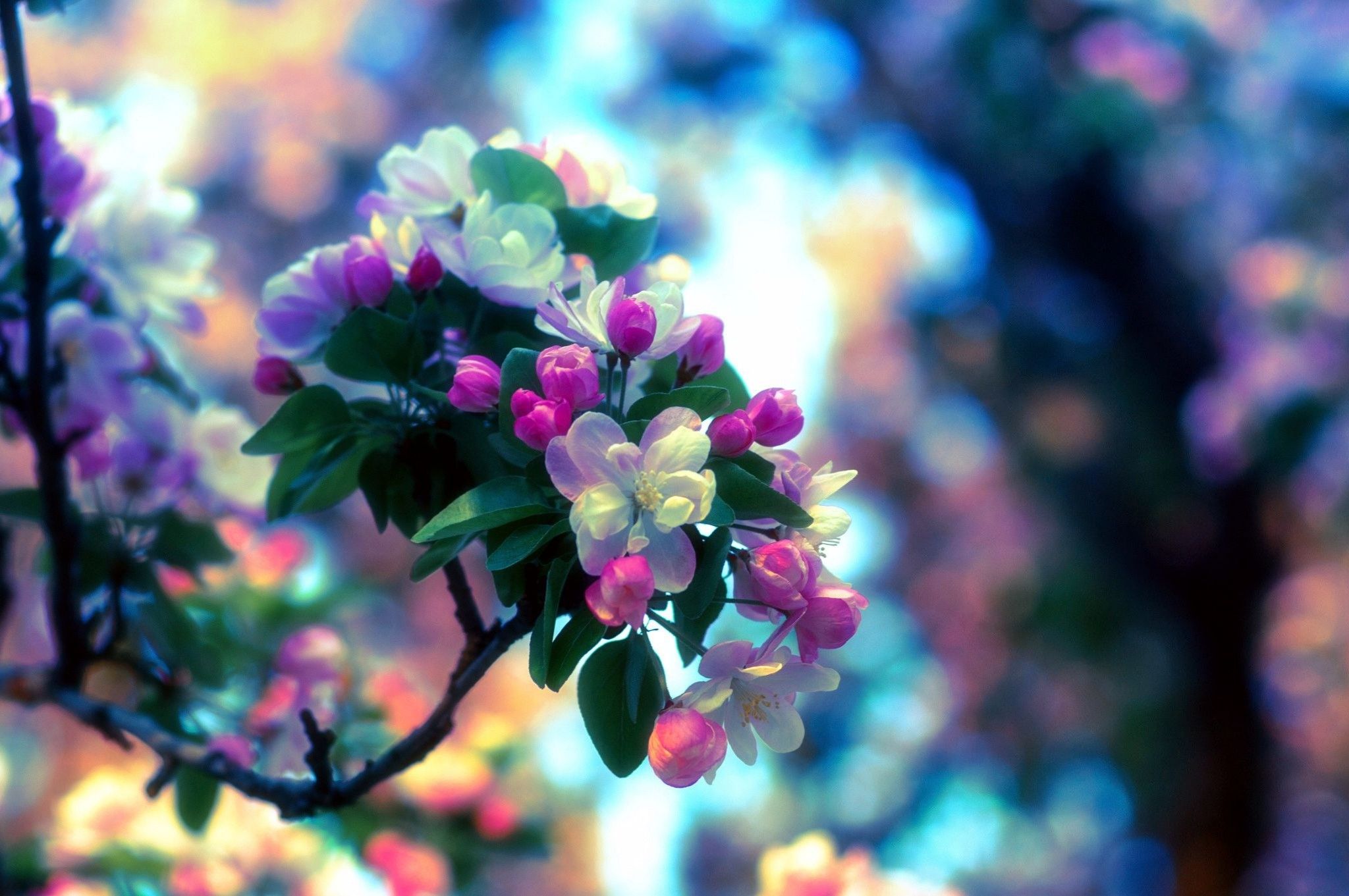 دریافت عکس استوک رنگی رنگی از شکوفه های بهاری با کیفیت بالا
