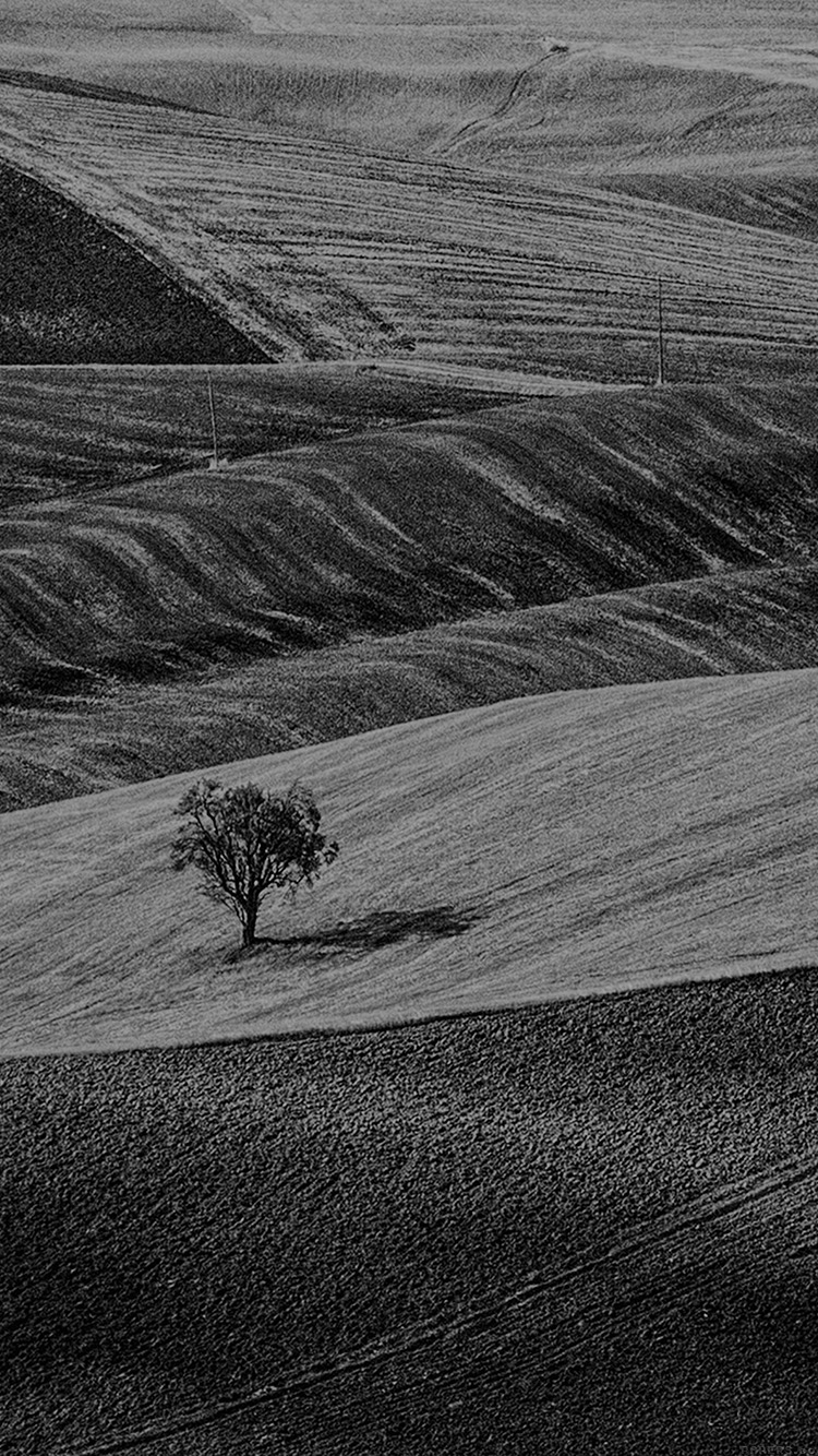 عکس سیاه و سفید زیبا از درخت تک در دشتی بزرگ و خلوت 