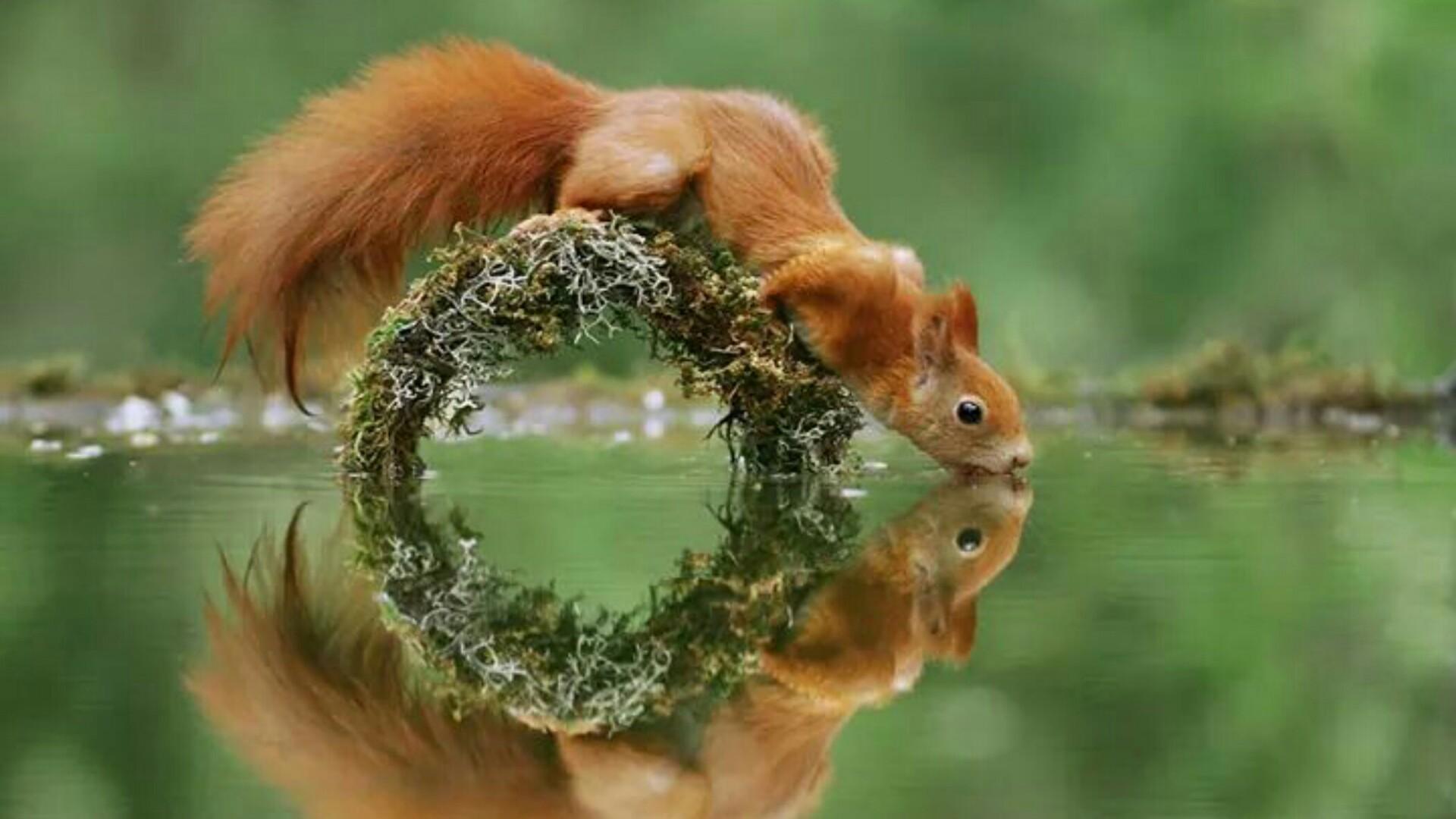 زیباترین عکس سنجاب بامزه و بانمک قرمز در حال آب خوردن