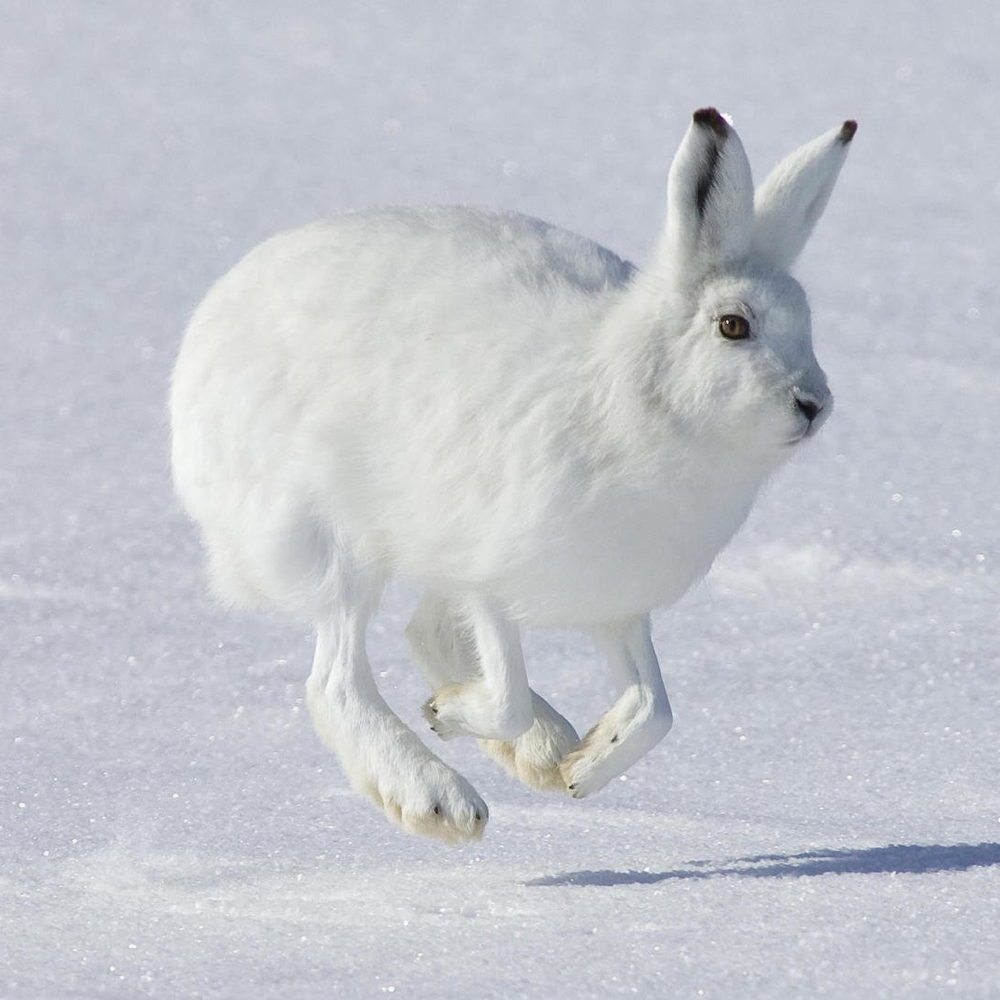 نمای بسیار تماشایی از خرگوش سفید مناطق برفی و وحشی