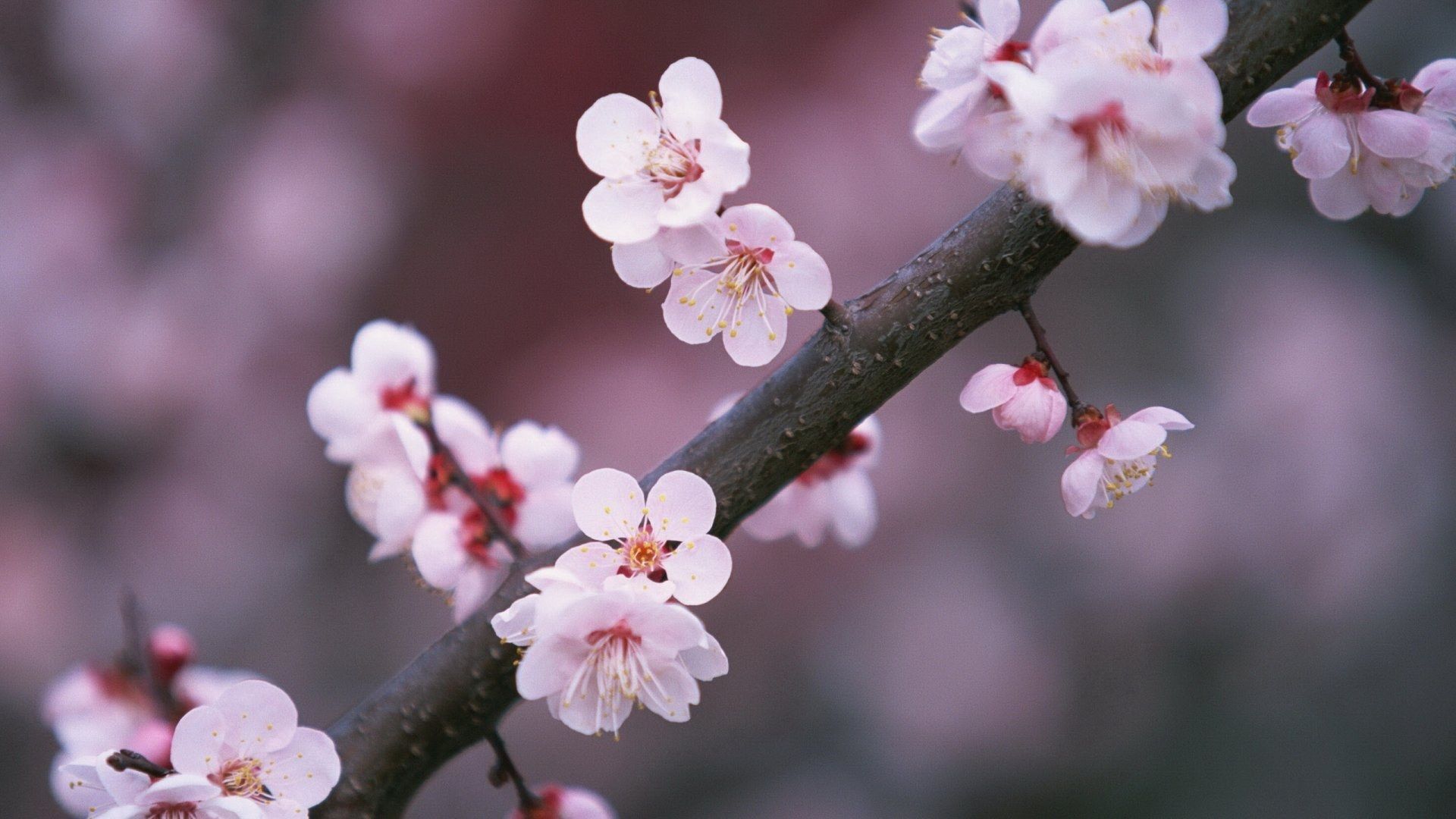 عکس منحصر به فرد و دیدنی از شکوفه های صورتی و سفید 