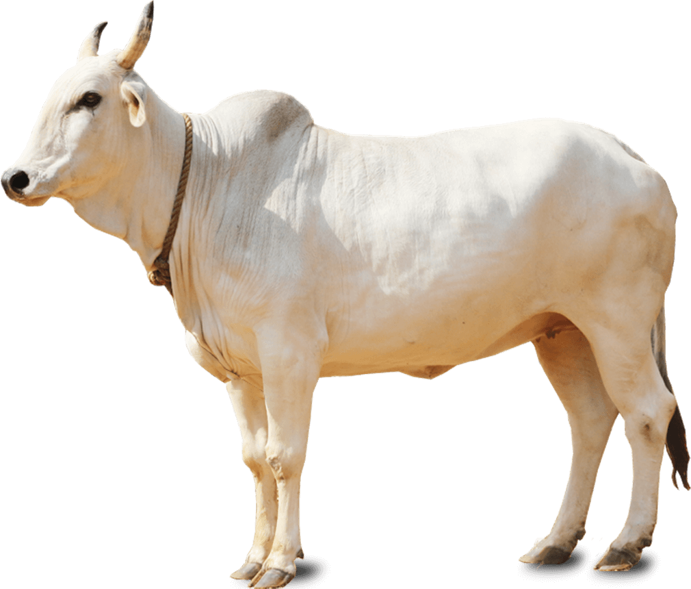 دانلود عکس گاو سفید دور بری شده بدون پس زمینه رایگان 
