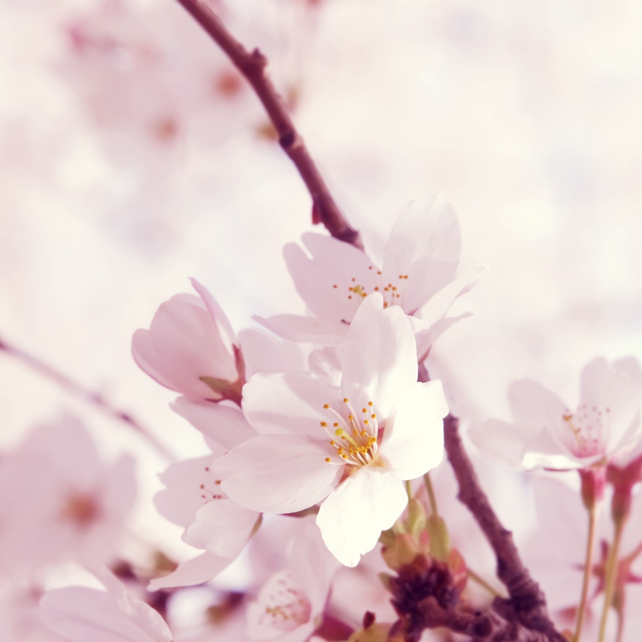 تصویر خارق العاده و رویایی از شکوفه های هلو 