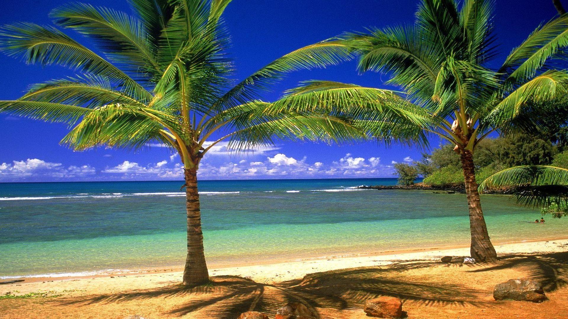 والپیپر با کیفیت جاذبه طبیعی در هاوایی با ساحل طلایی و آبی های زیبا