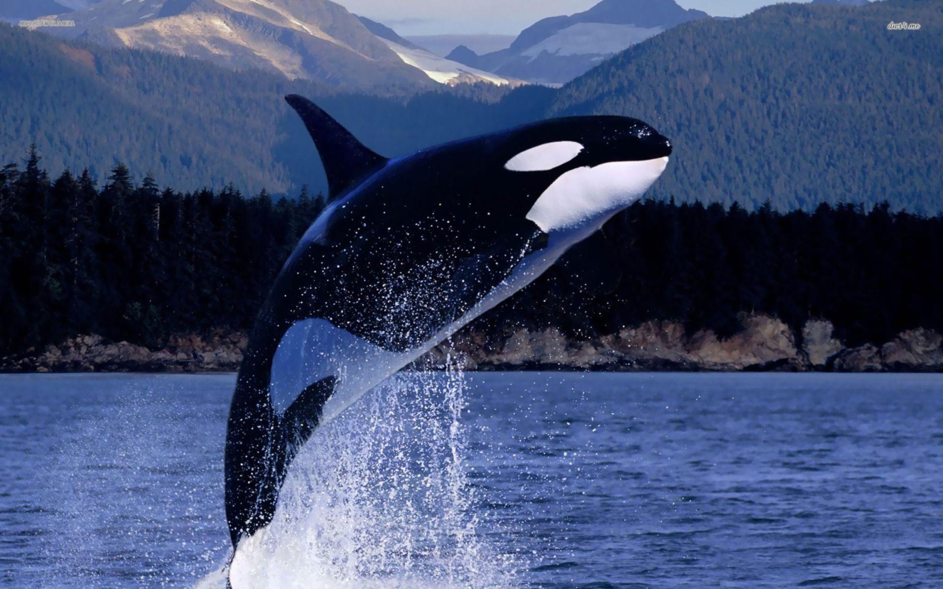 والپیپر فوق العاده قشنگ از نهنگ قاتل بزرگ سیاه و سفید 