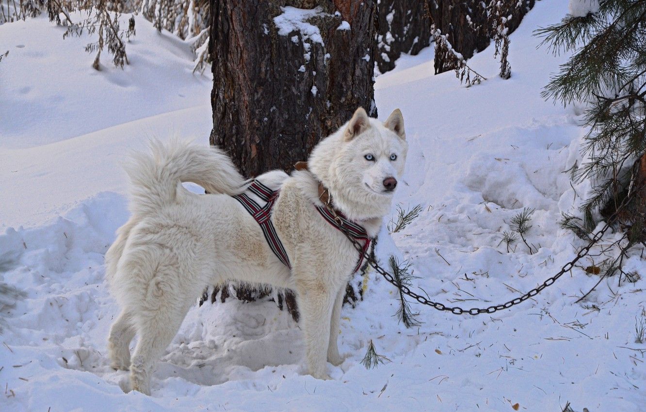  عکس استوک از سگ هاسکی سفید زنجیر شده زیر درخت 