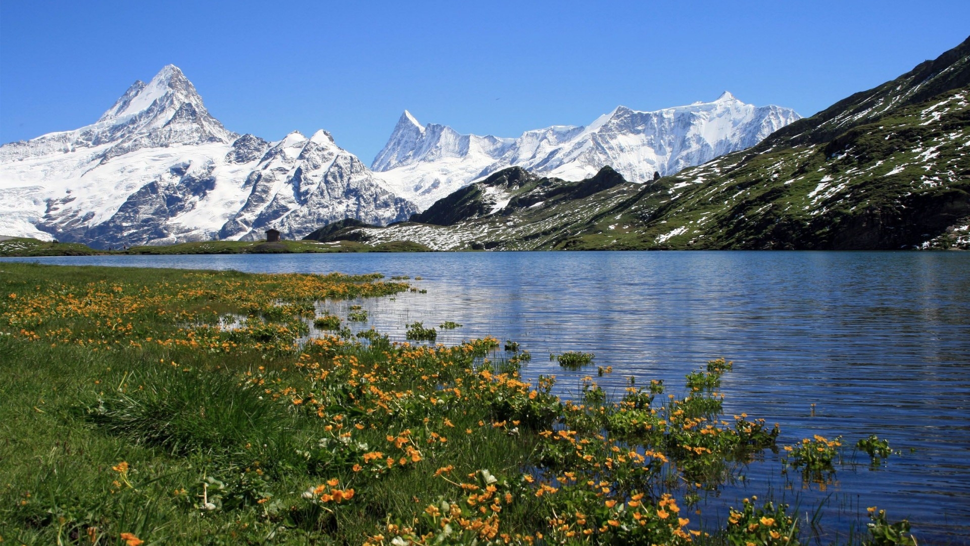 استوک طبیعت بکر دریاچه و گل های زیبای اطراف آن با کوه های برفی