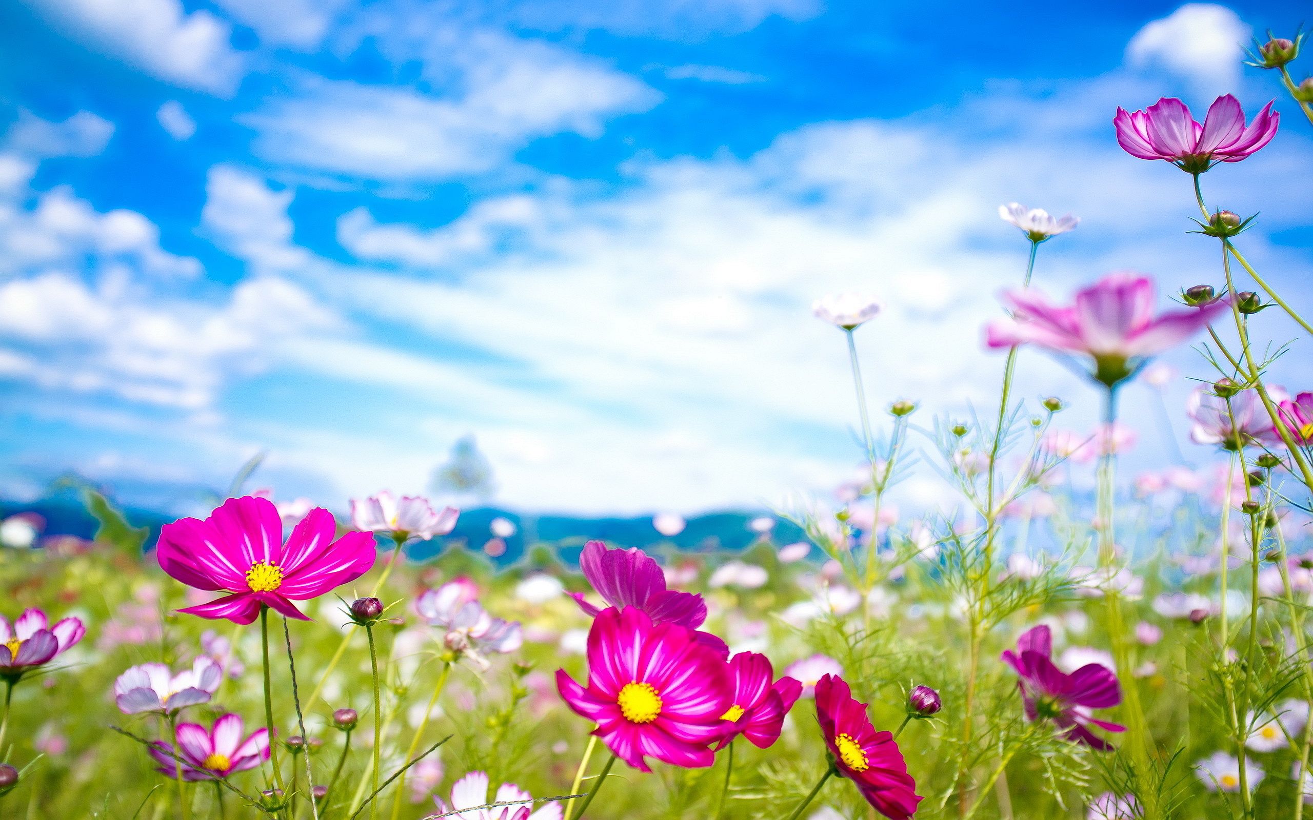 پوستر گل های خوش رنگ و لعاب صورتی در دشت تابستانی با کیفیت بالا و رایگان