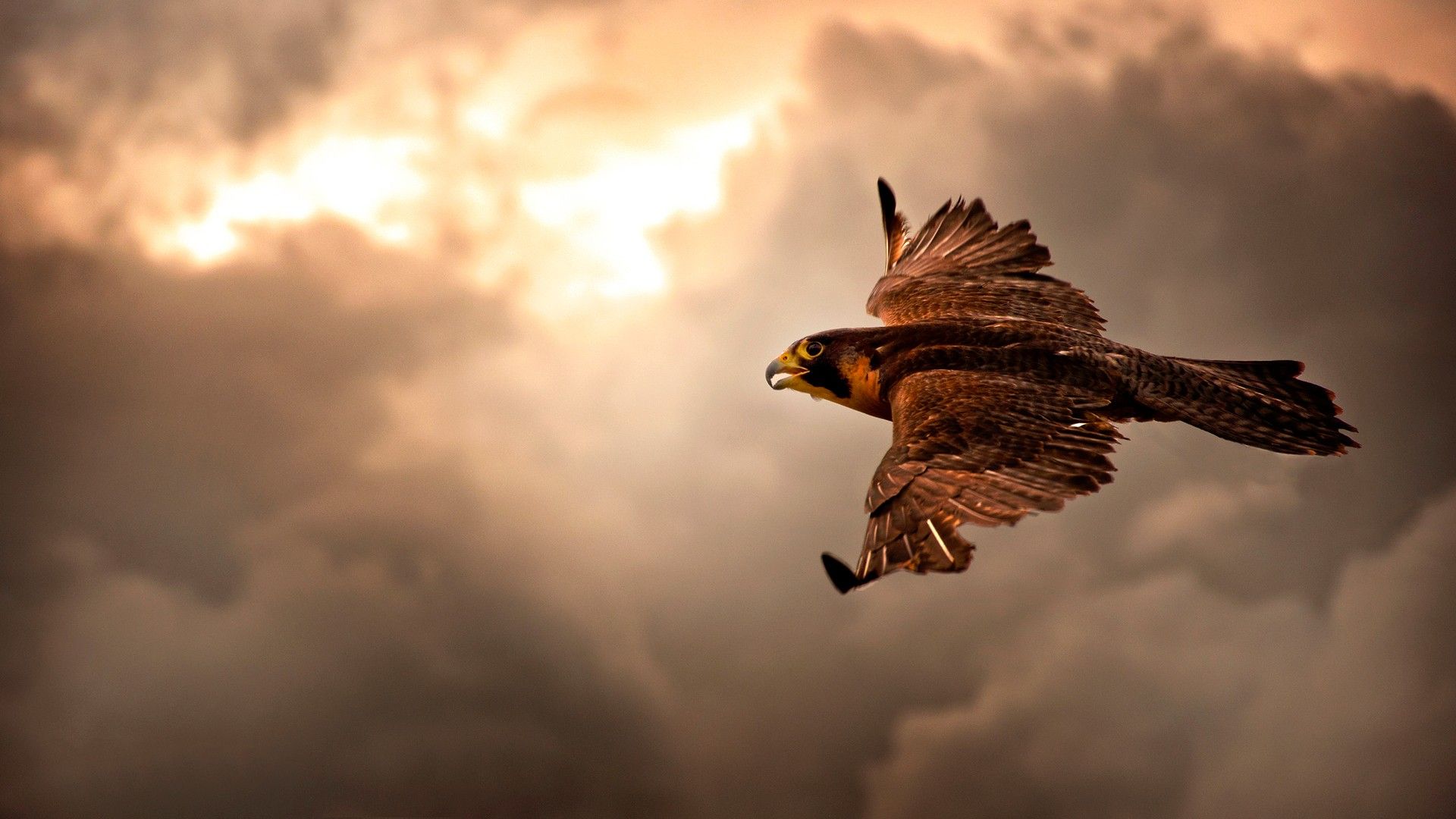 دانلود تصویر پرنده وحشی عقاب در آسمان غروب به شکل رایگان