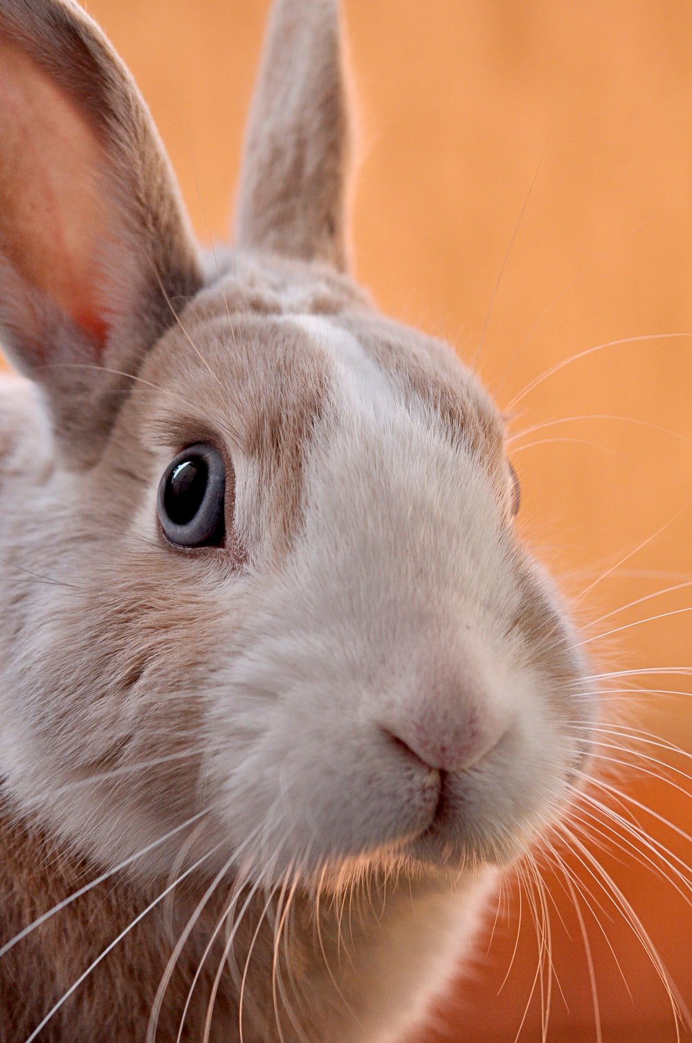 دانلود کاملا رایگان عکس خرگوش وحشی گوگولی از نمای خیلی نزدیک 