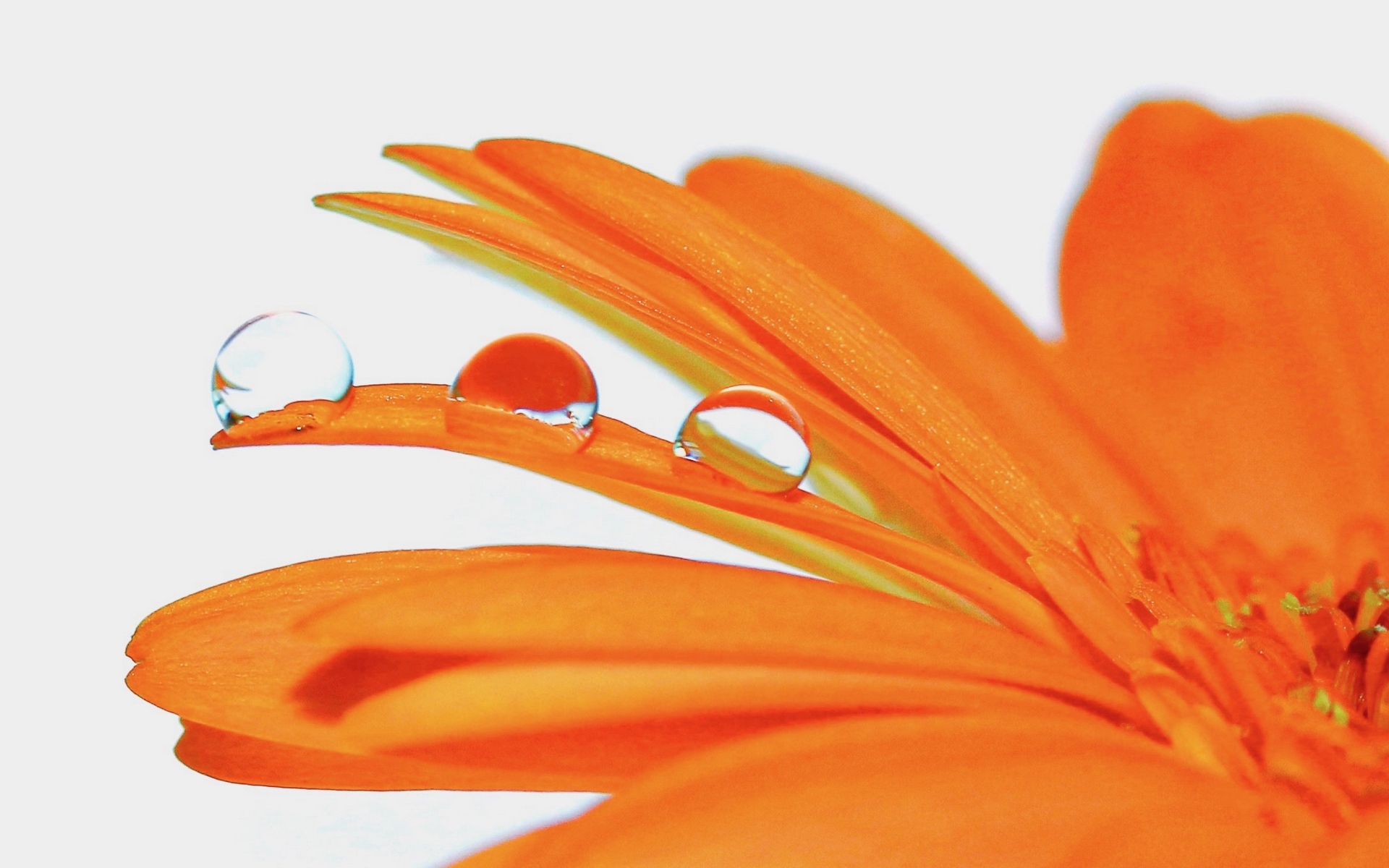 نگاره ای جذاب از گل نارنجی و شبنم باران روی گلبرگ های آن